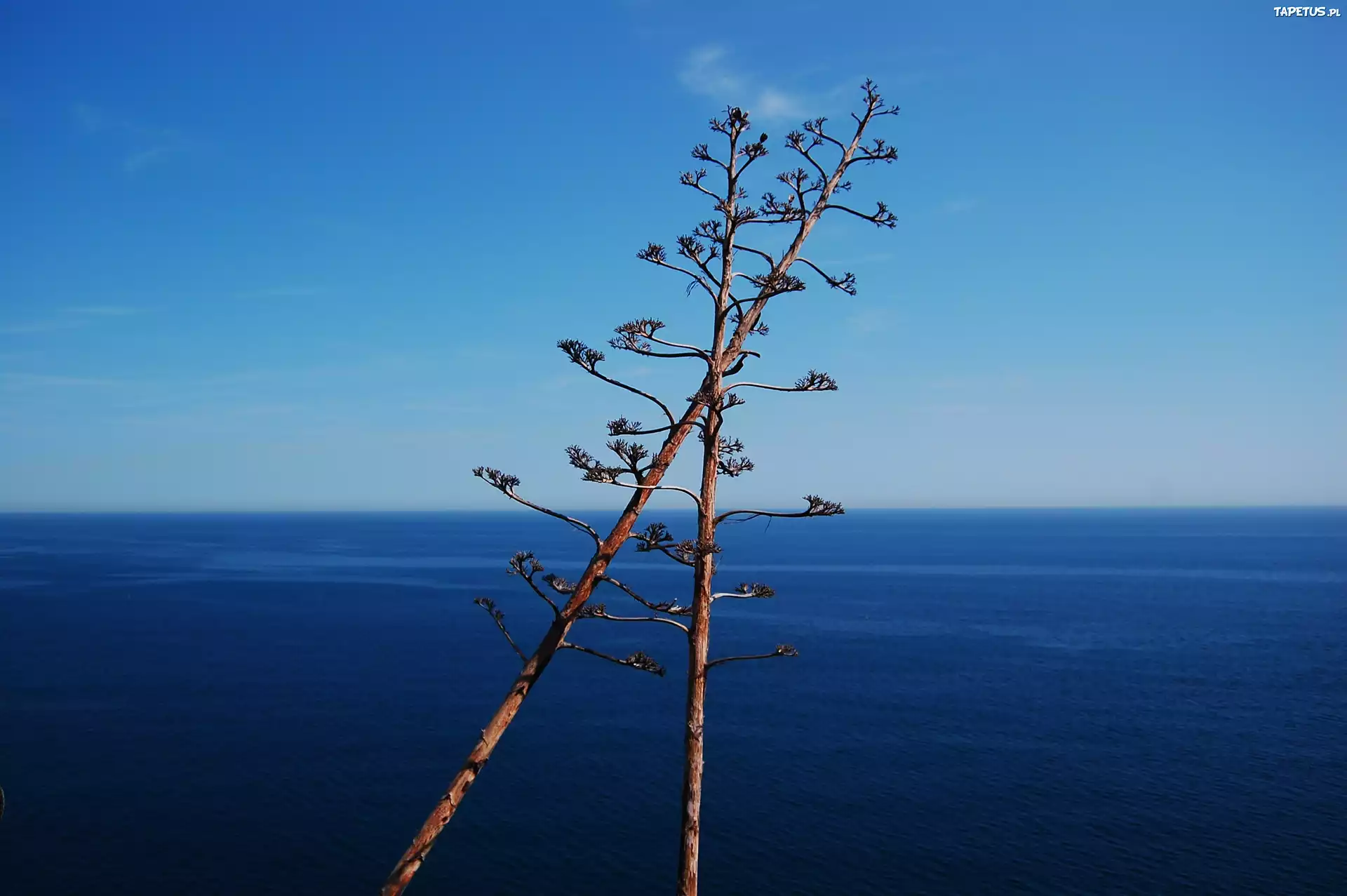 Hiszpania, Costa Brava, Tossa de Mar, Kwiaty, Agawy
