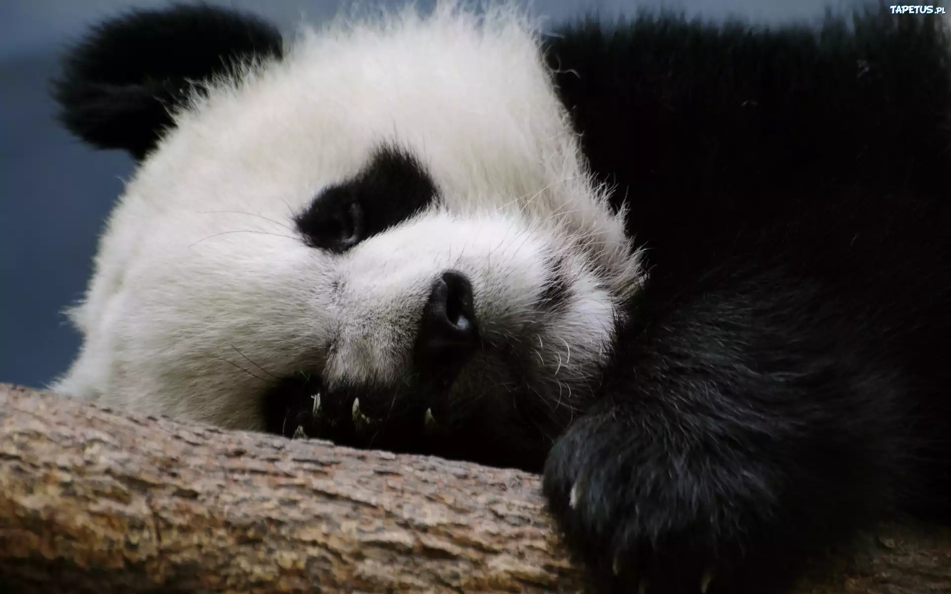 Mis, Panda, Drzewo
