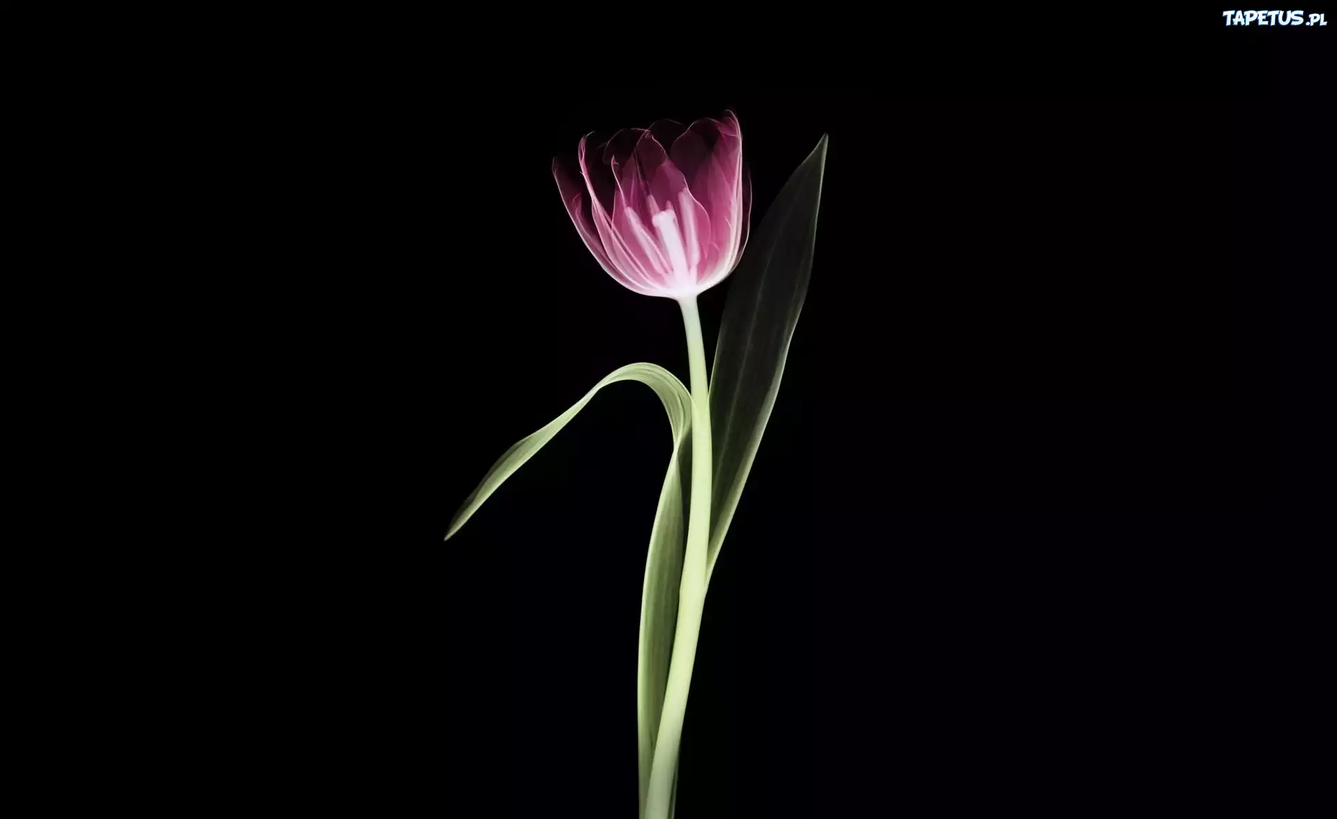 Fioletowy, Tulipan