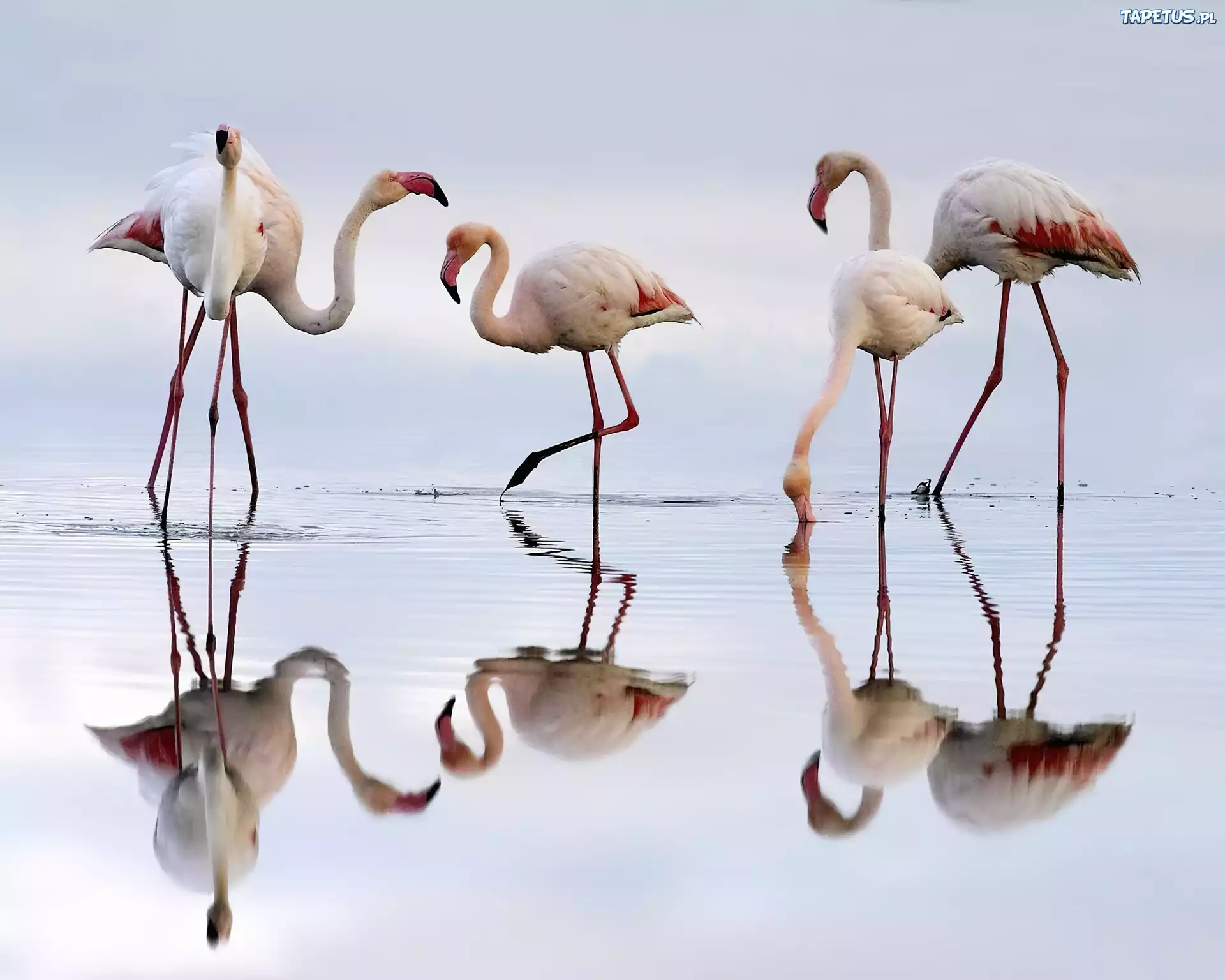 Flamingi, Woda