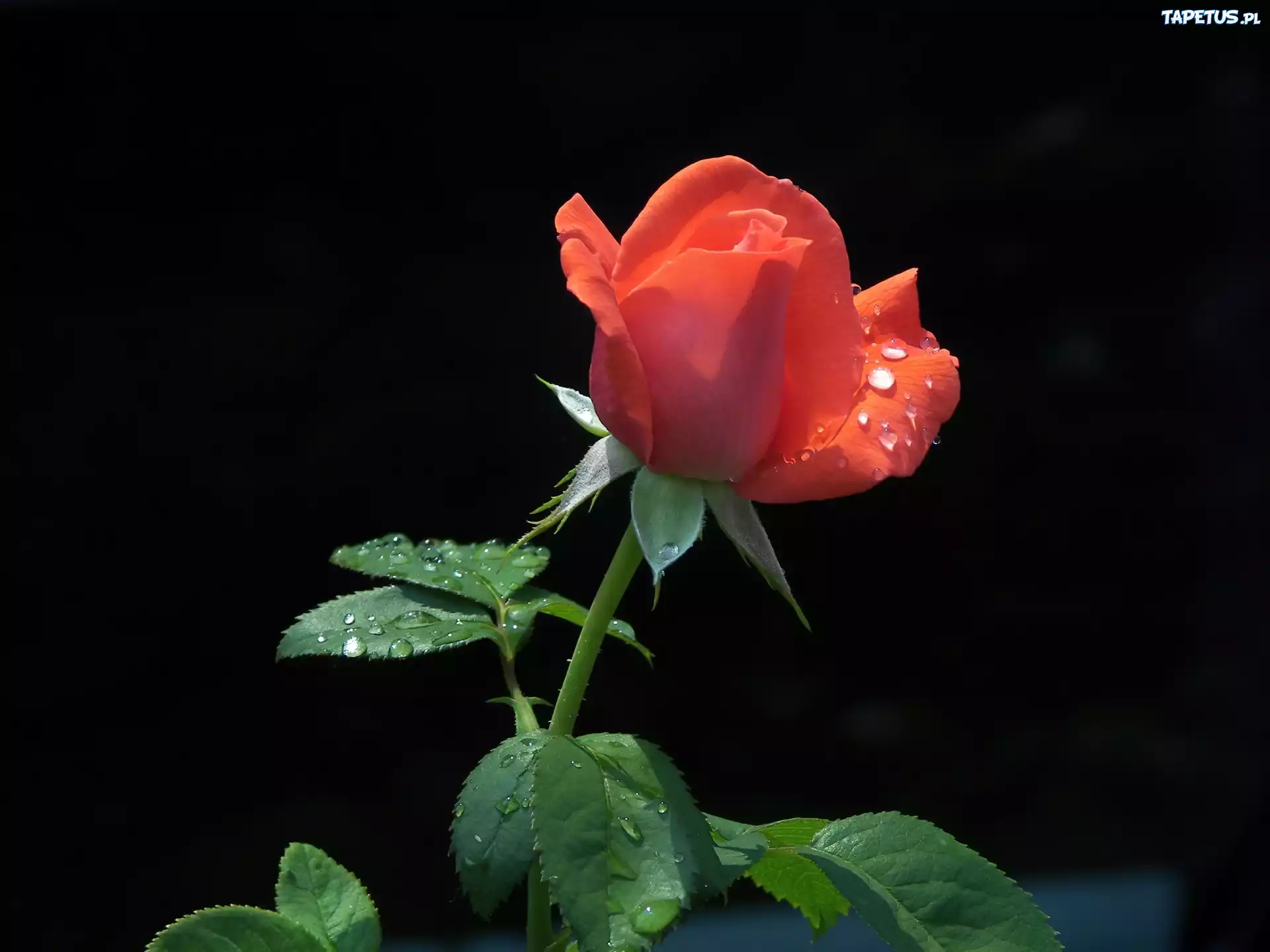Róża, Krople, Rosy