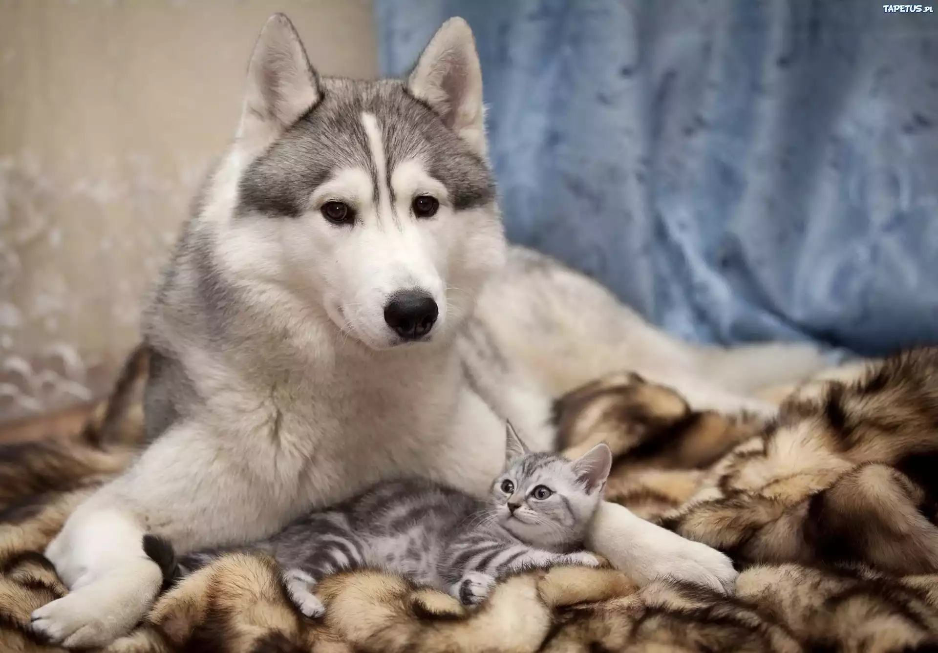 Kot, Futerko, Siberian Husky