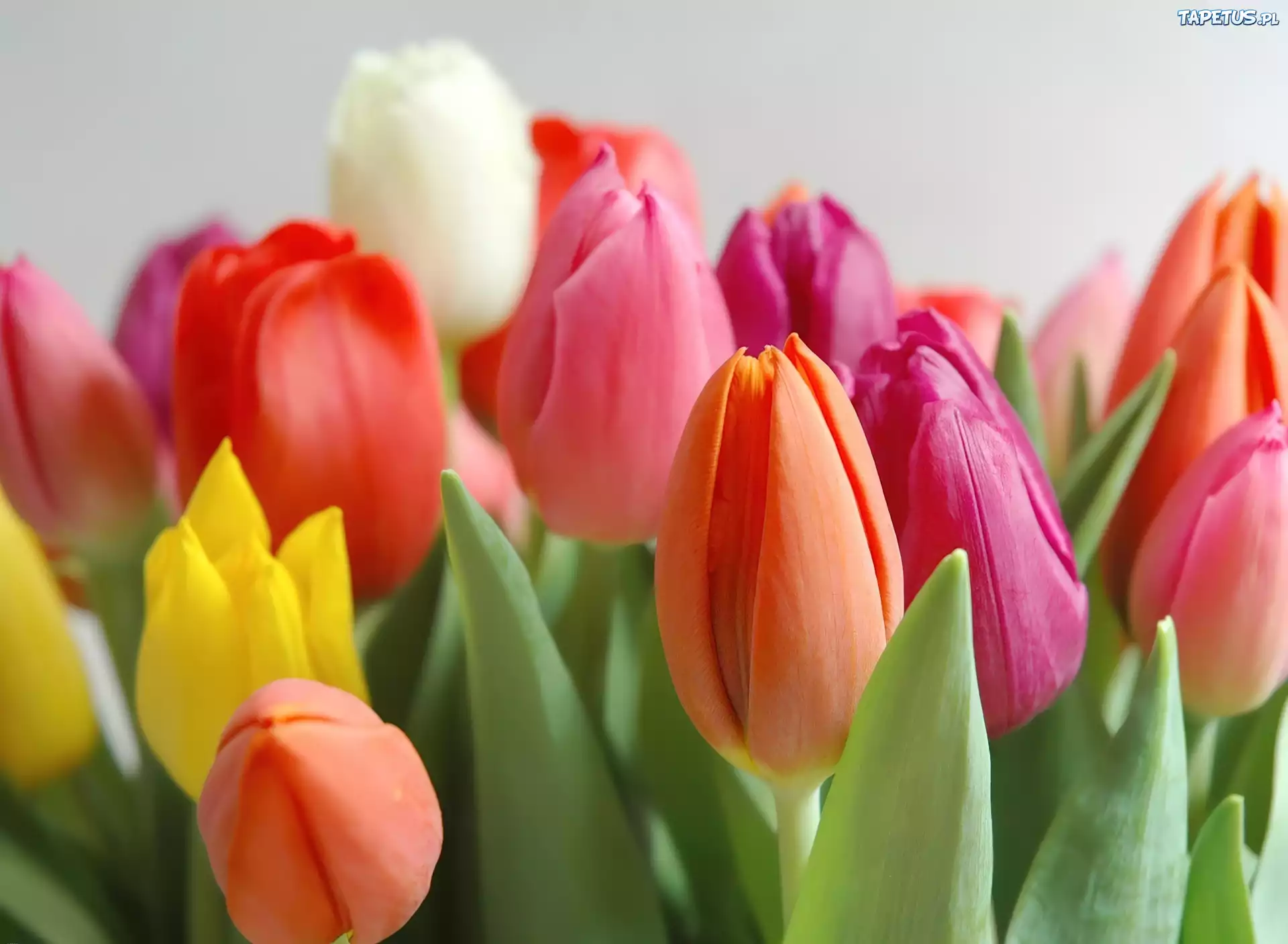 Kolorowe, Tulipany