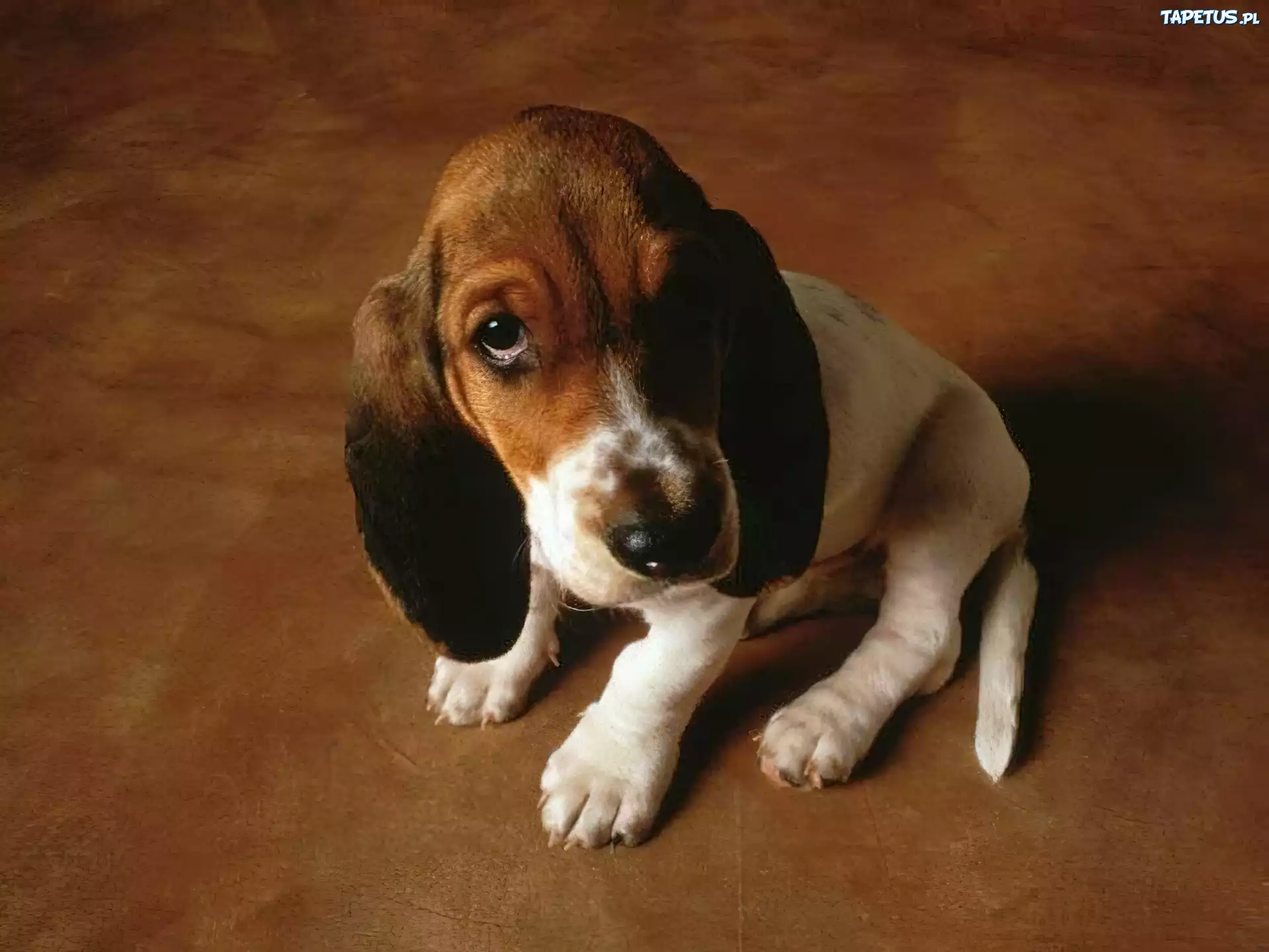 Pies, szczeniaczek, basset