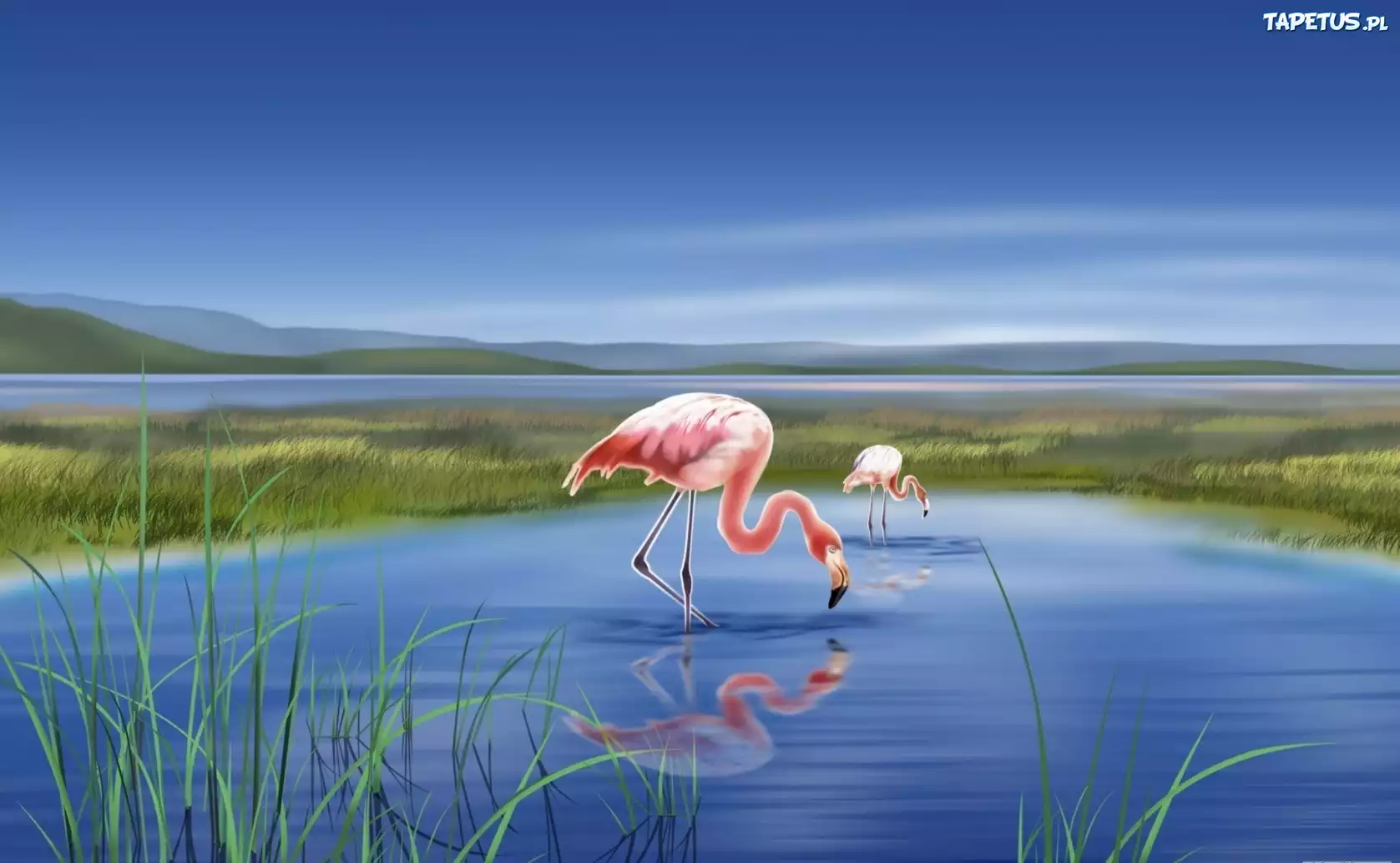 Jezioro, Dwa, Flamingi, Grafika