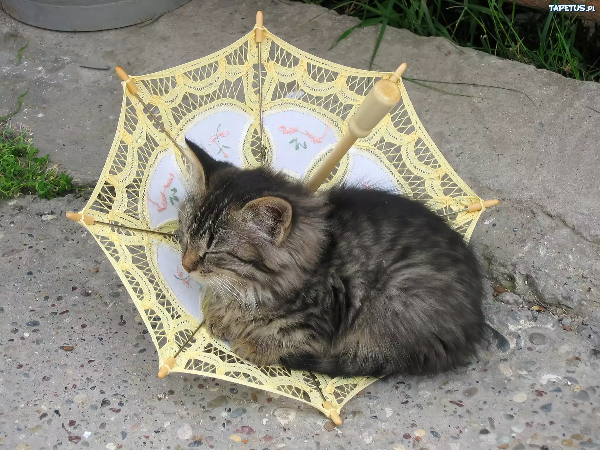 Parasol, Kot