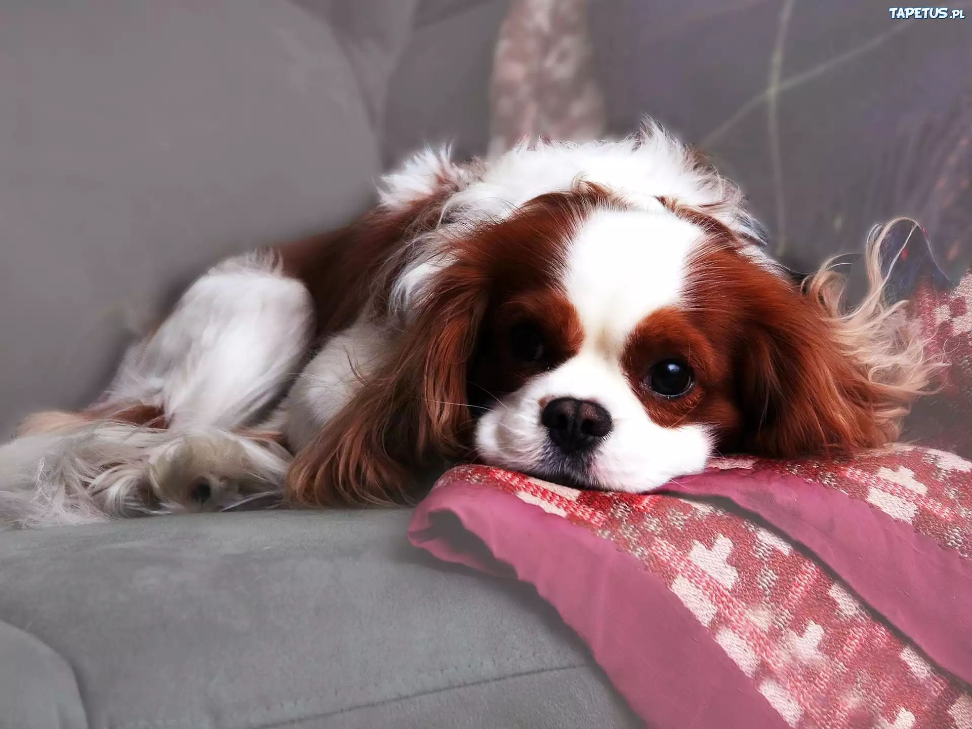 Pies, Spaniel