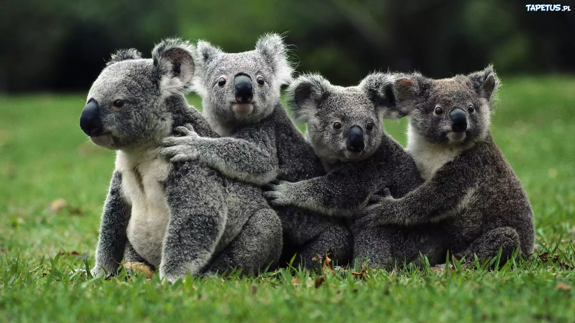 Cztery, Misie, Koala