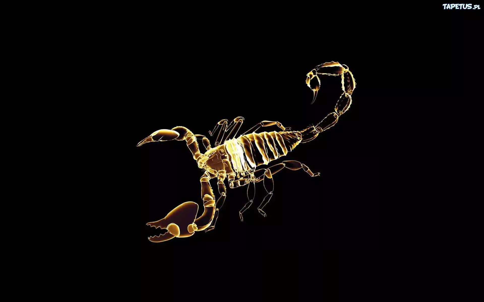 Skorpion, Grafika