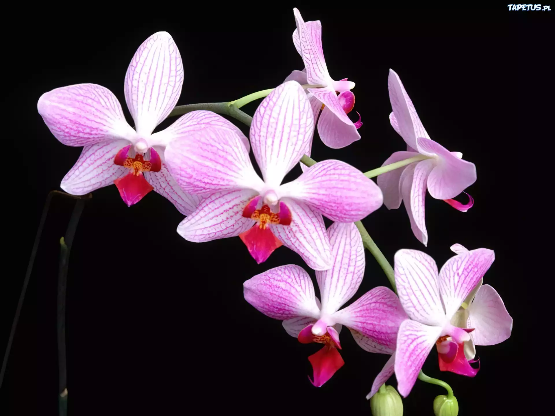 Liliowo, Biała, Orchidea