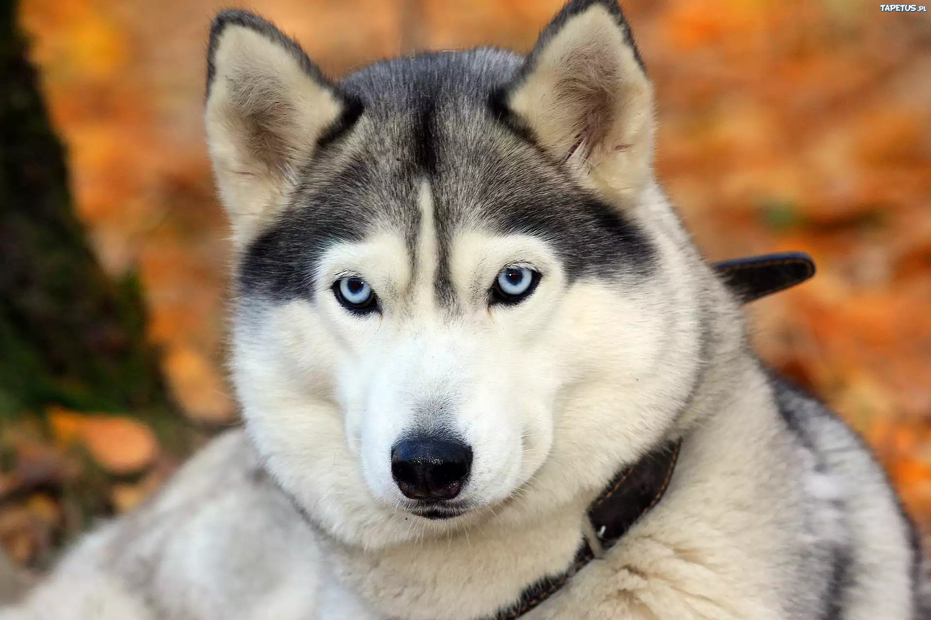 Husky, Mordka