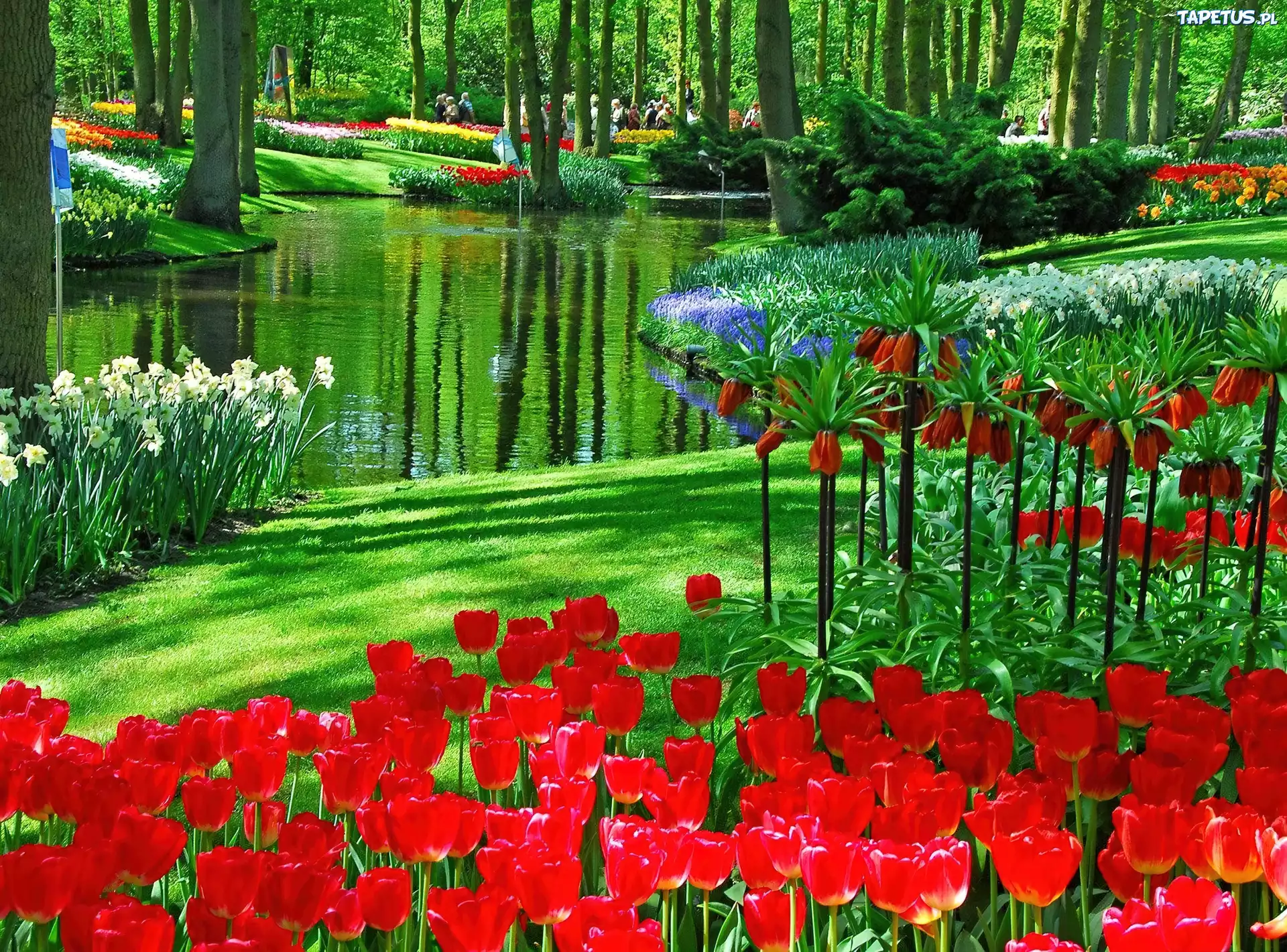 Park, Kwiaty, Holandia