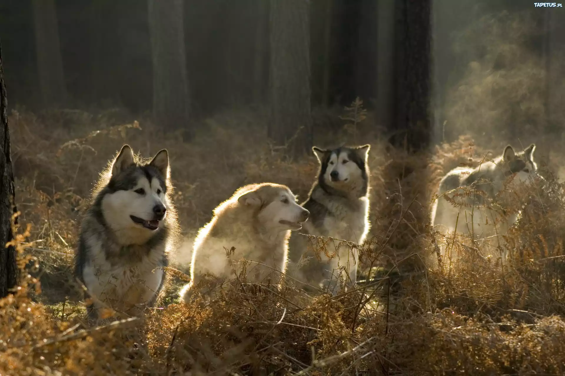 Siberian Husky, Las
