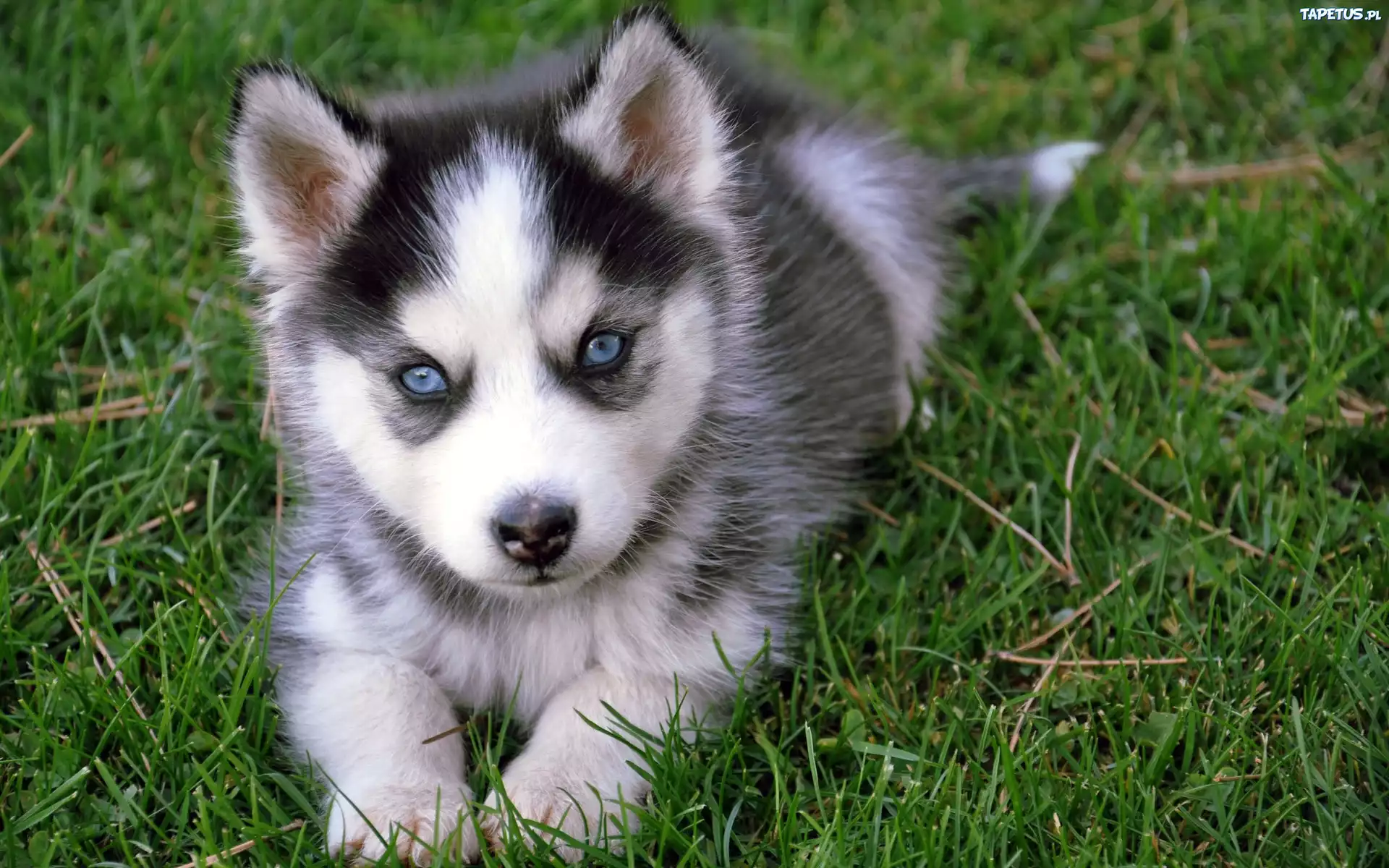 Siberian Husky, Szczeniak, Niebieskie, Oczy