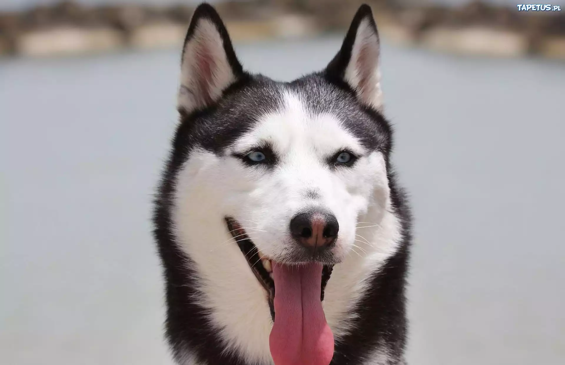 Siberian Husky, Język
