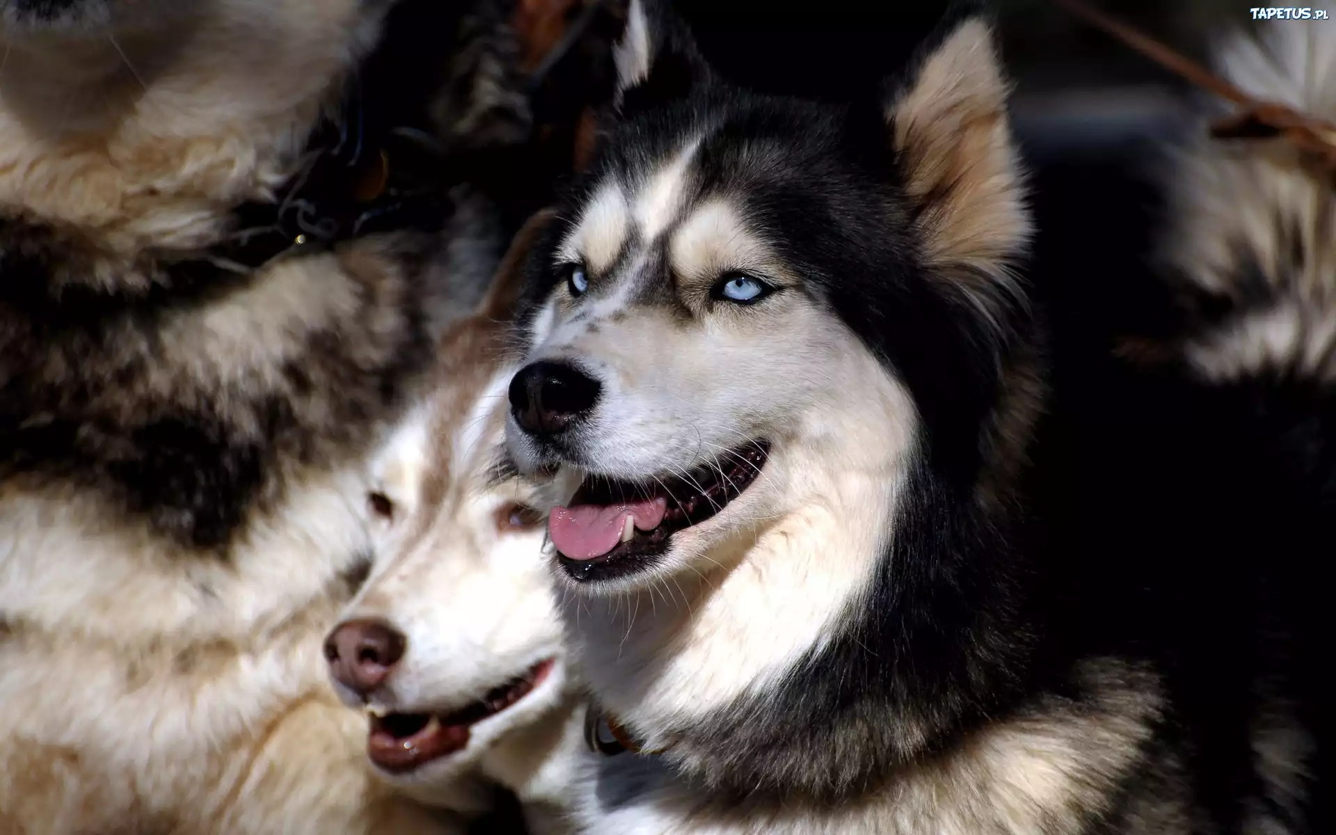 Siberian Husky, Niebieskie, Oczy
