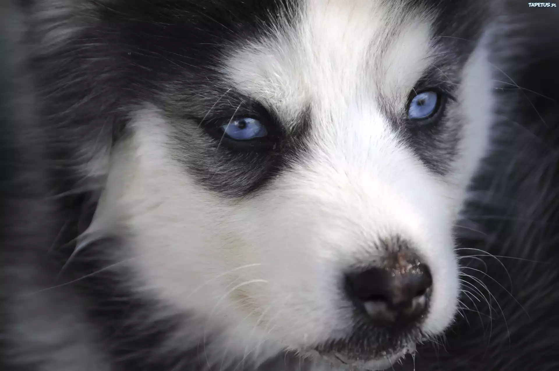 Siberian Husky, Szczeniak, Niebieskie, Oczy
