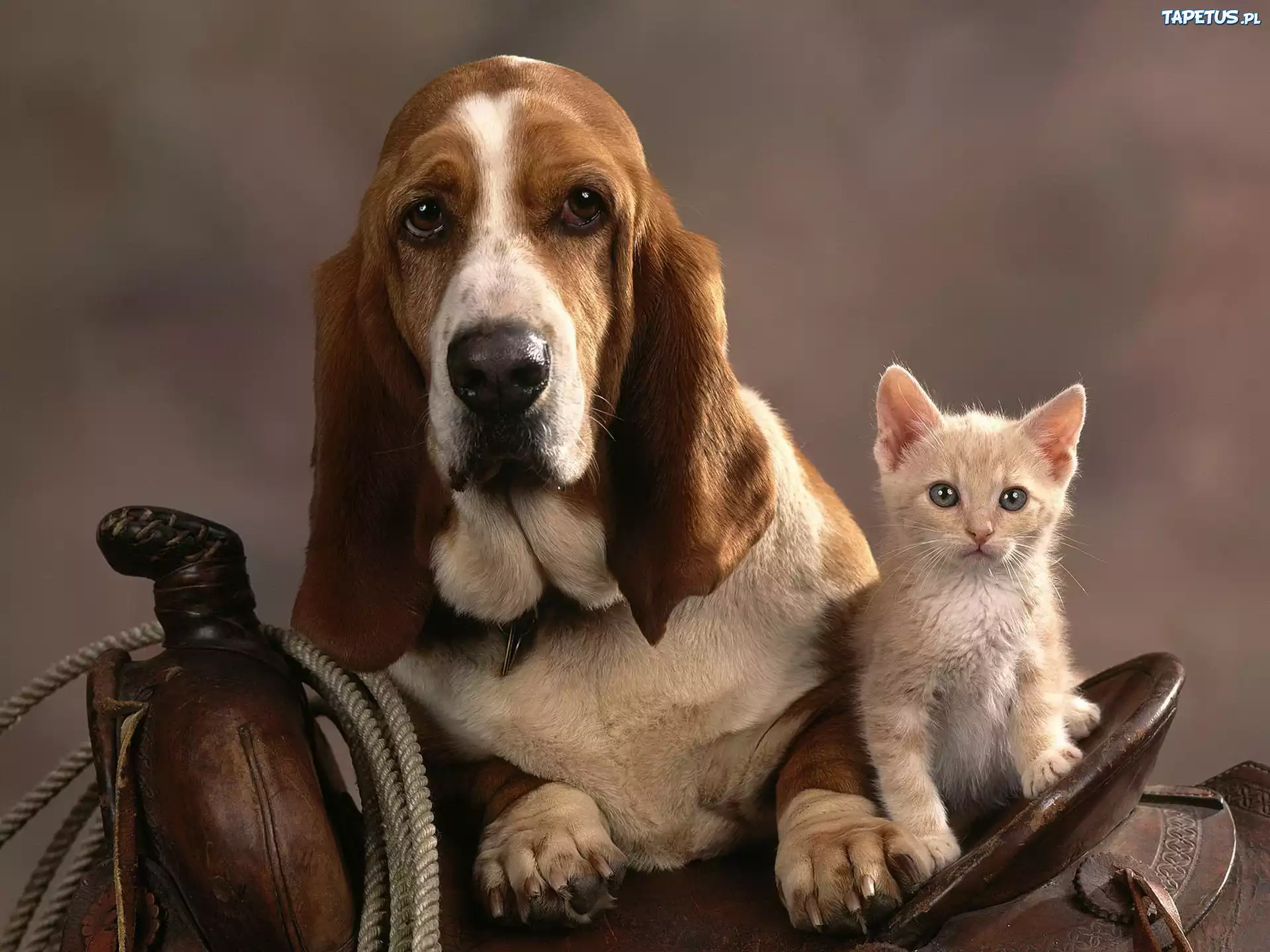 Siodło, Kot, Basset