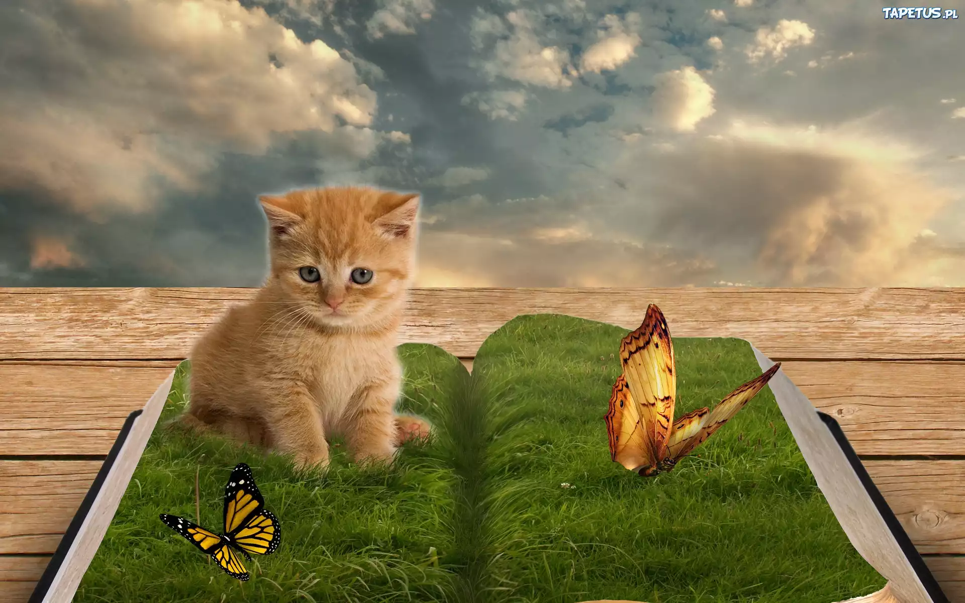 Kotek, Książka, Trawa, Motyl