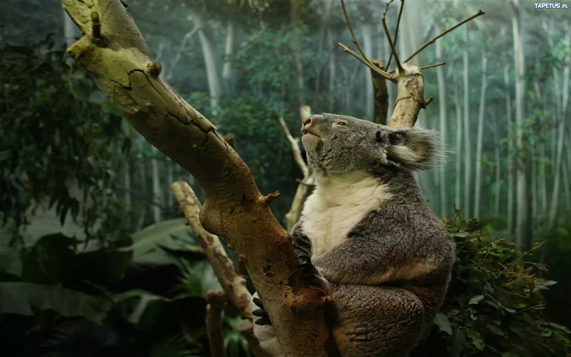 Miś, Koala, Drzewa