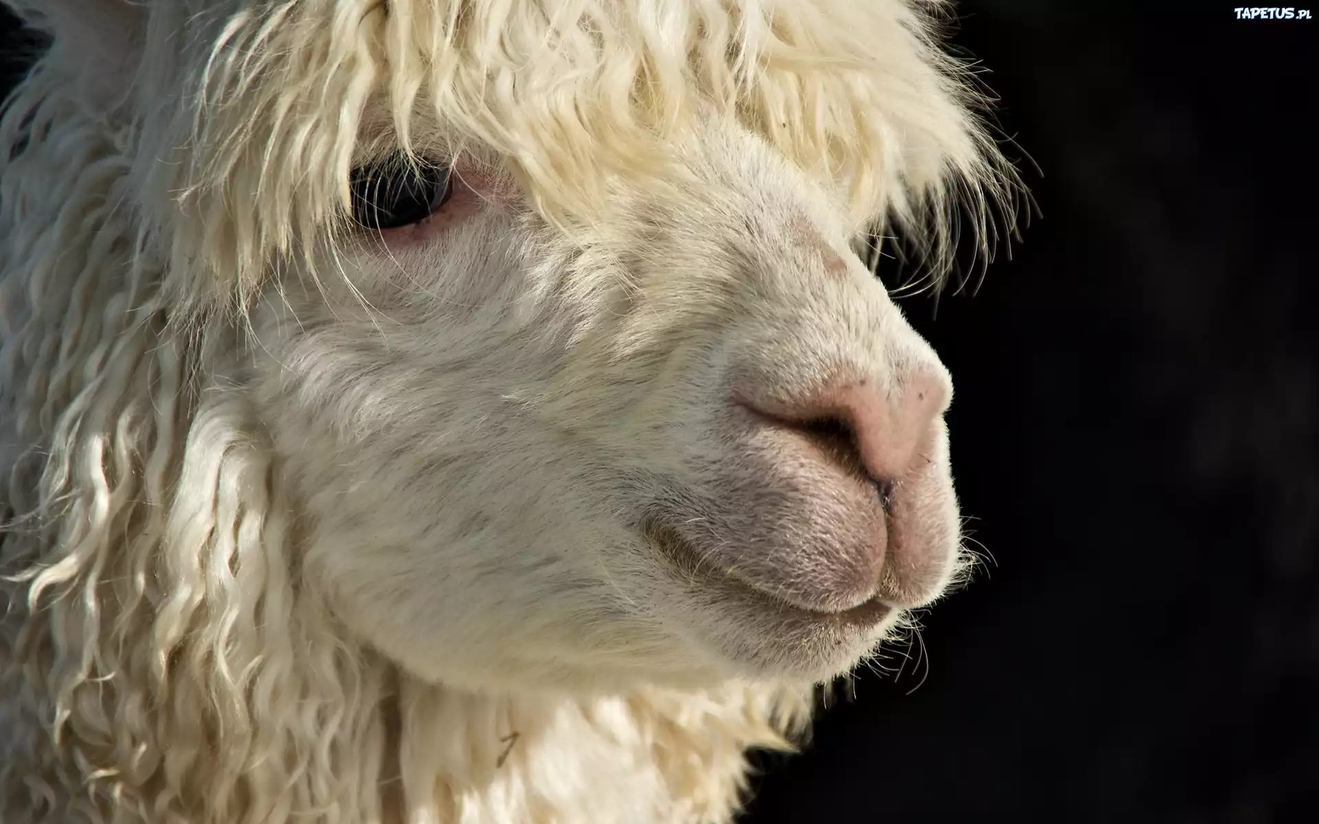 Biała, Lama