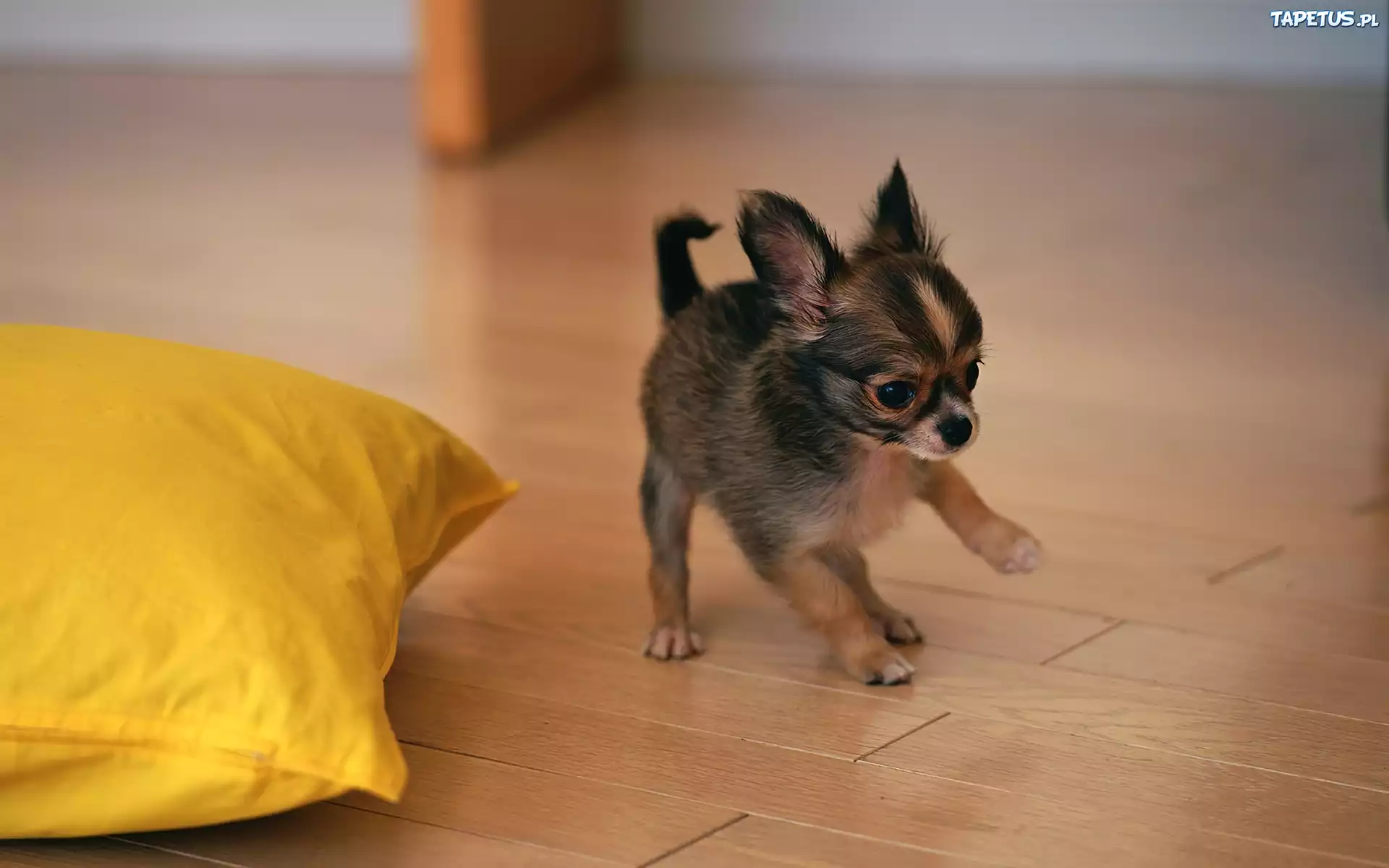 Psiak, Żółta, Poduszka, Chihuahua