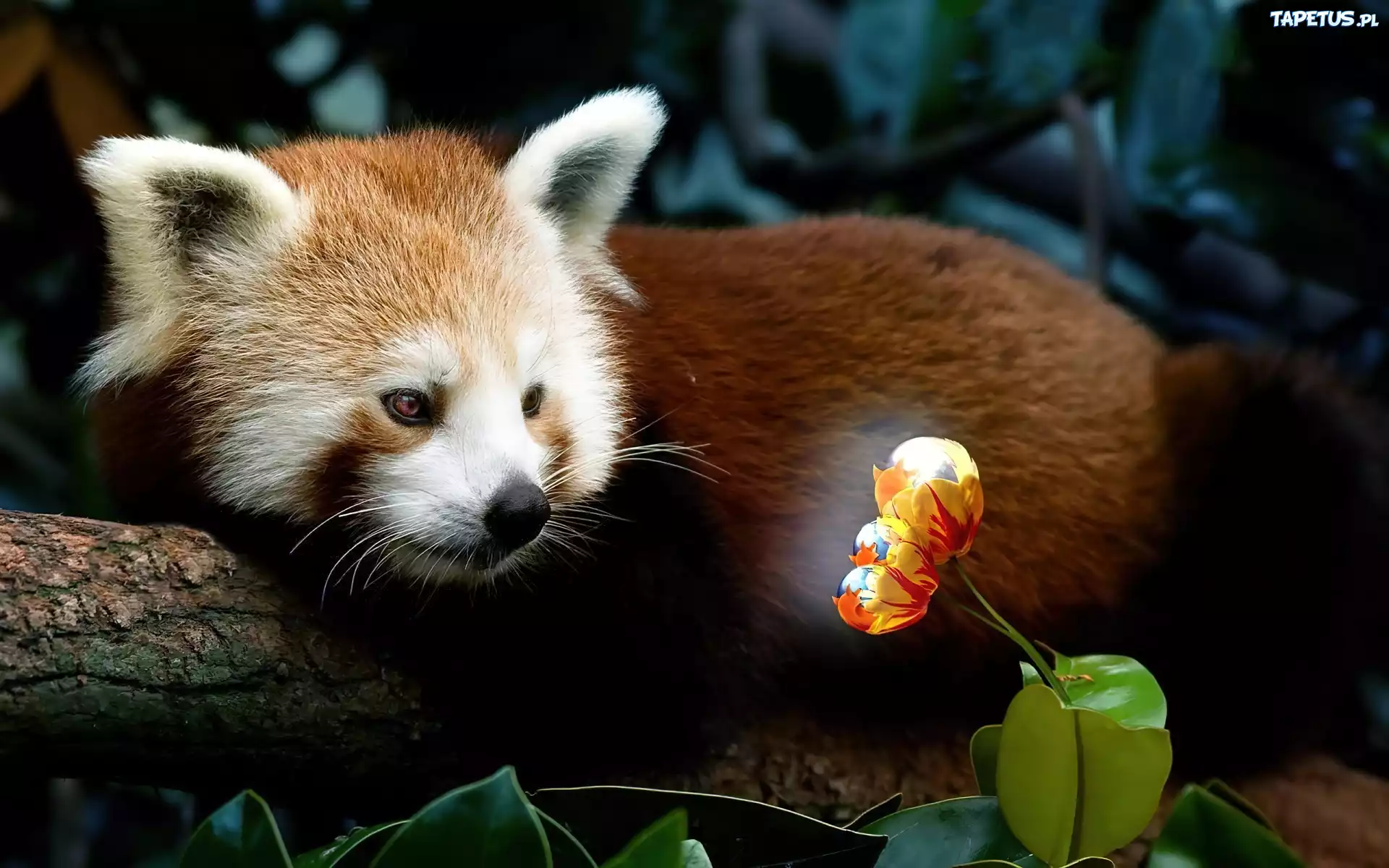 Mała, Panda, Kwiatek