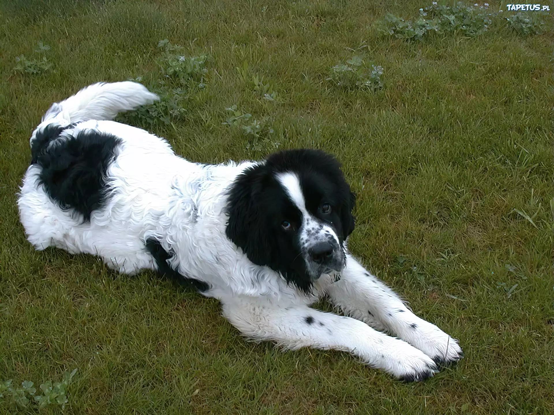 biało-czarny, Landseer