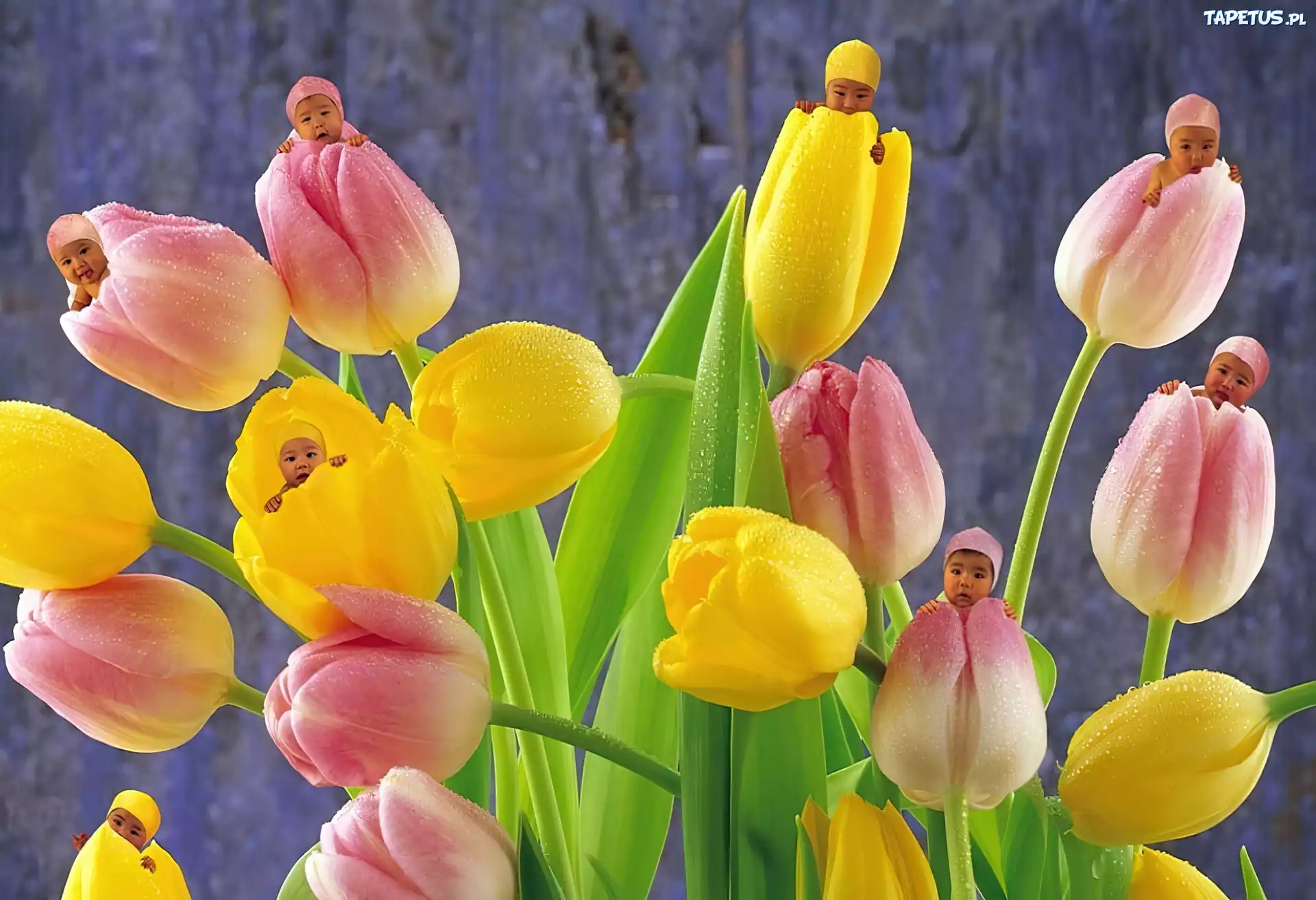 Małe, Dzieci, Tulipany
