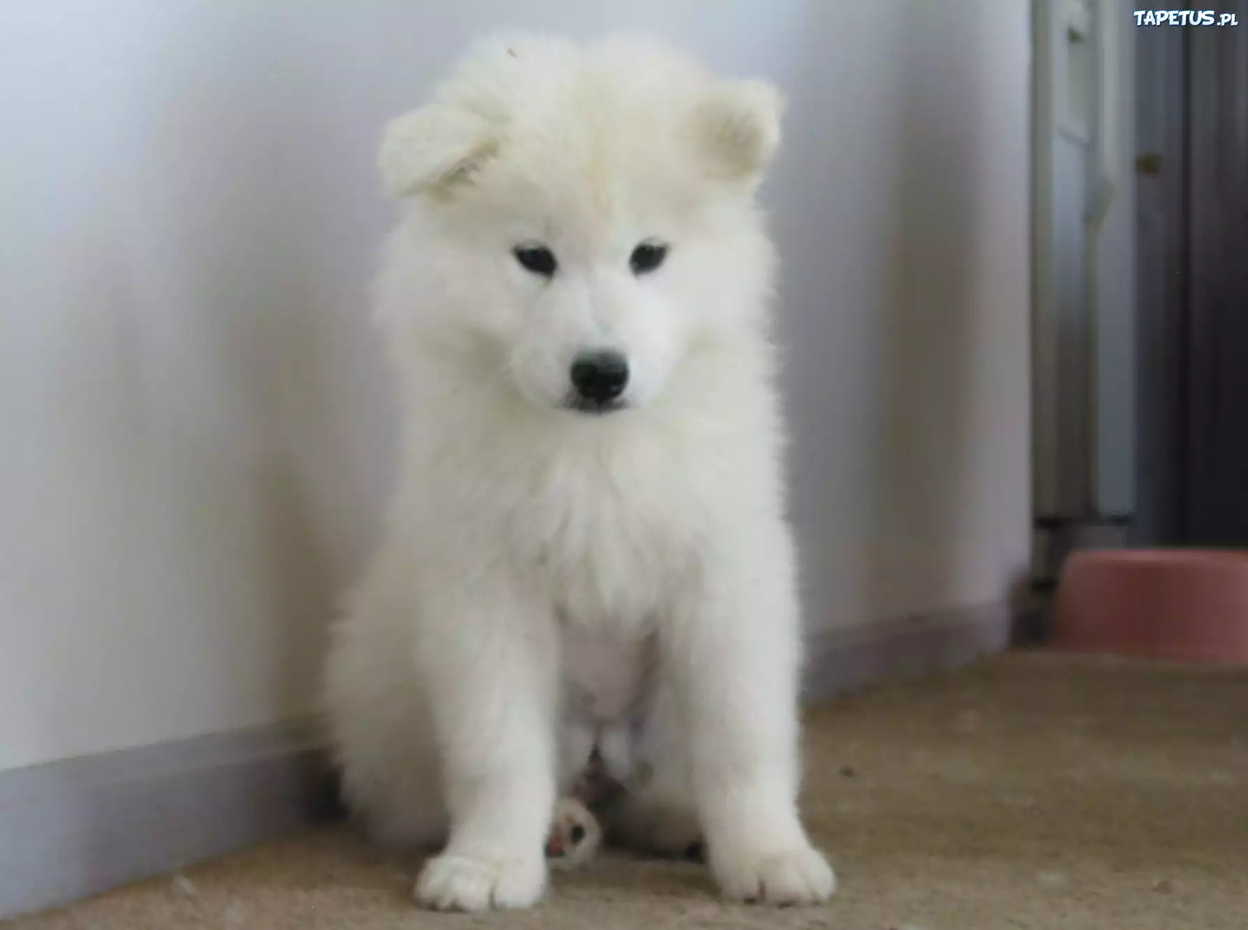 biały, Samojed