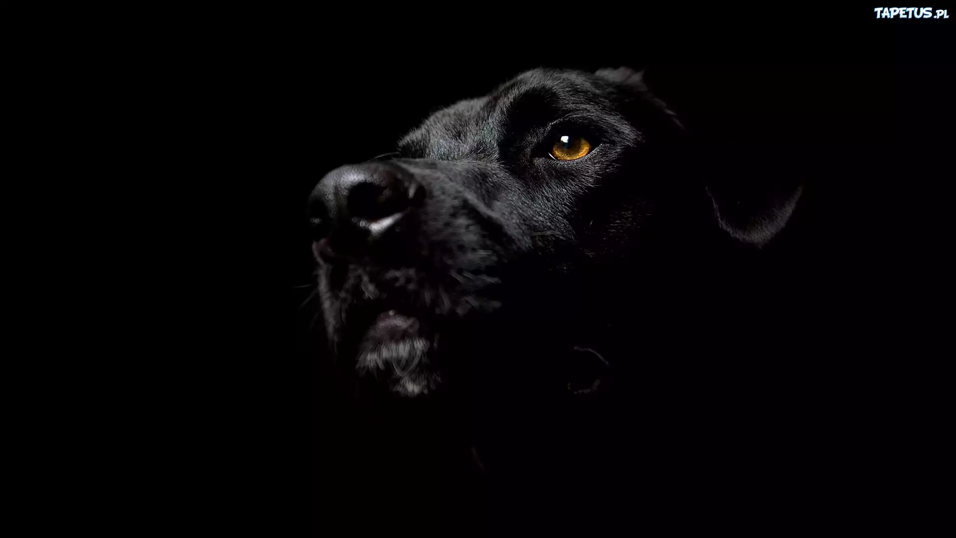 Czarny, Pies, Labrador Retriever