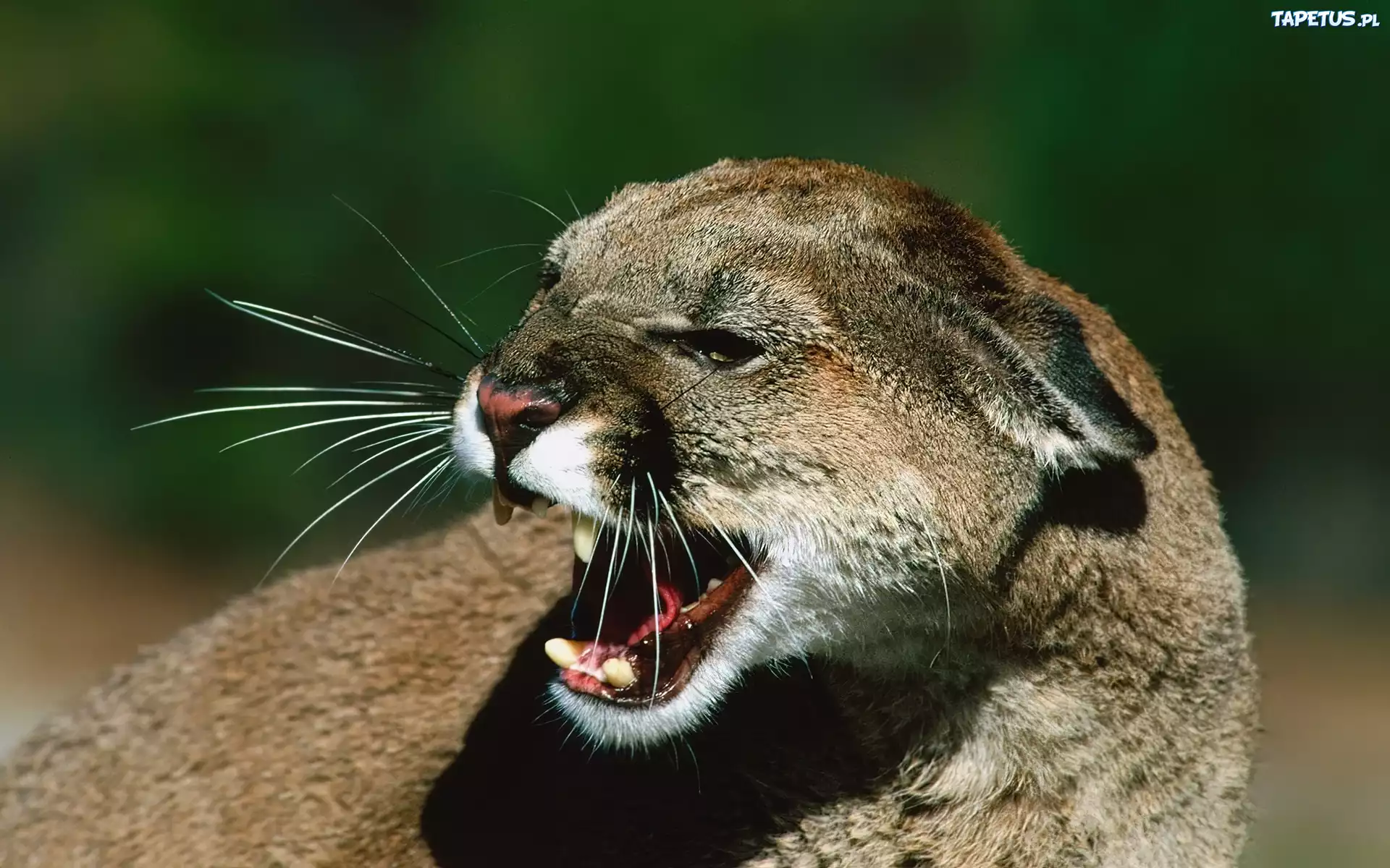 Zła, Puma