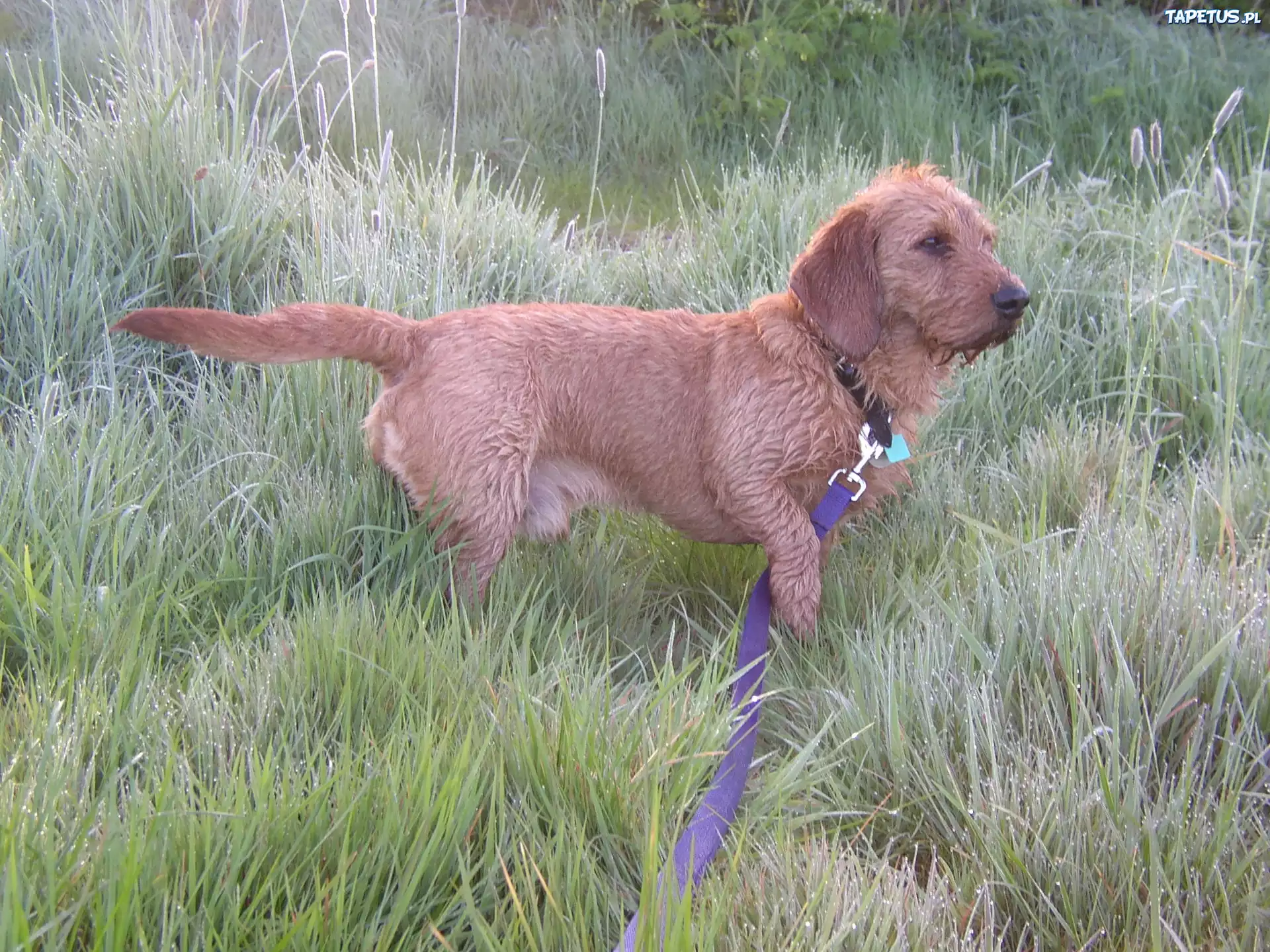 Basset Fauve de Bretagne, smycz