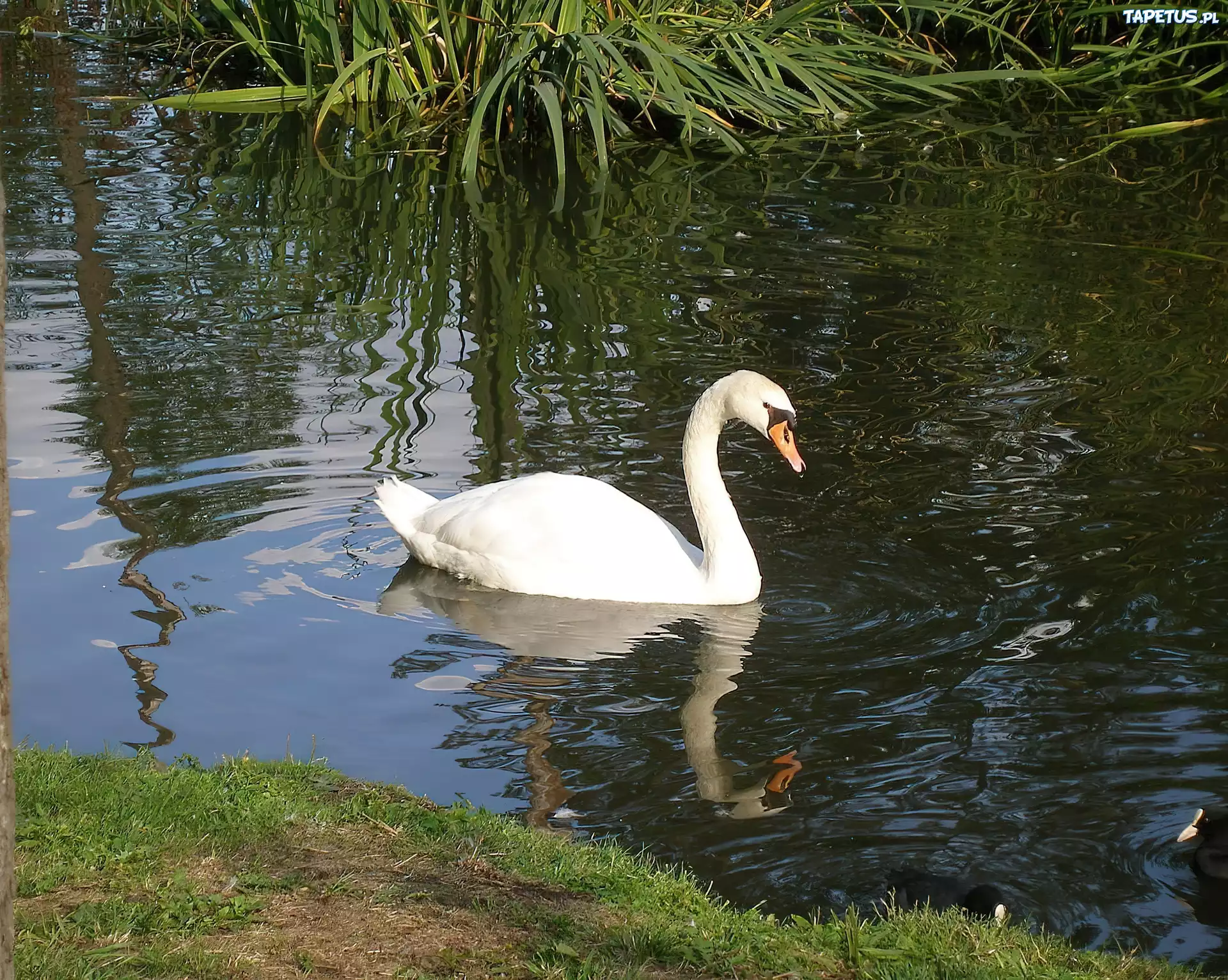 Cygnus