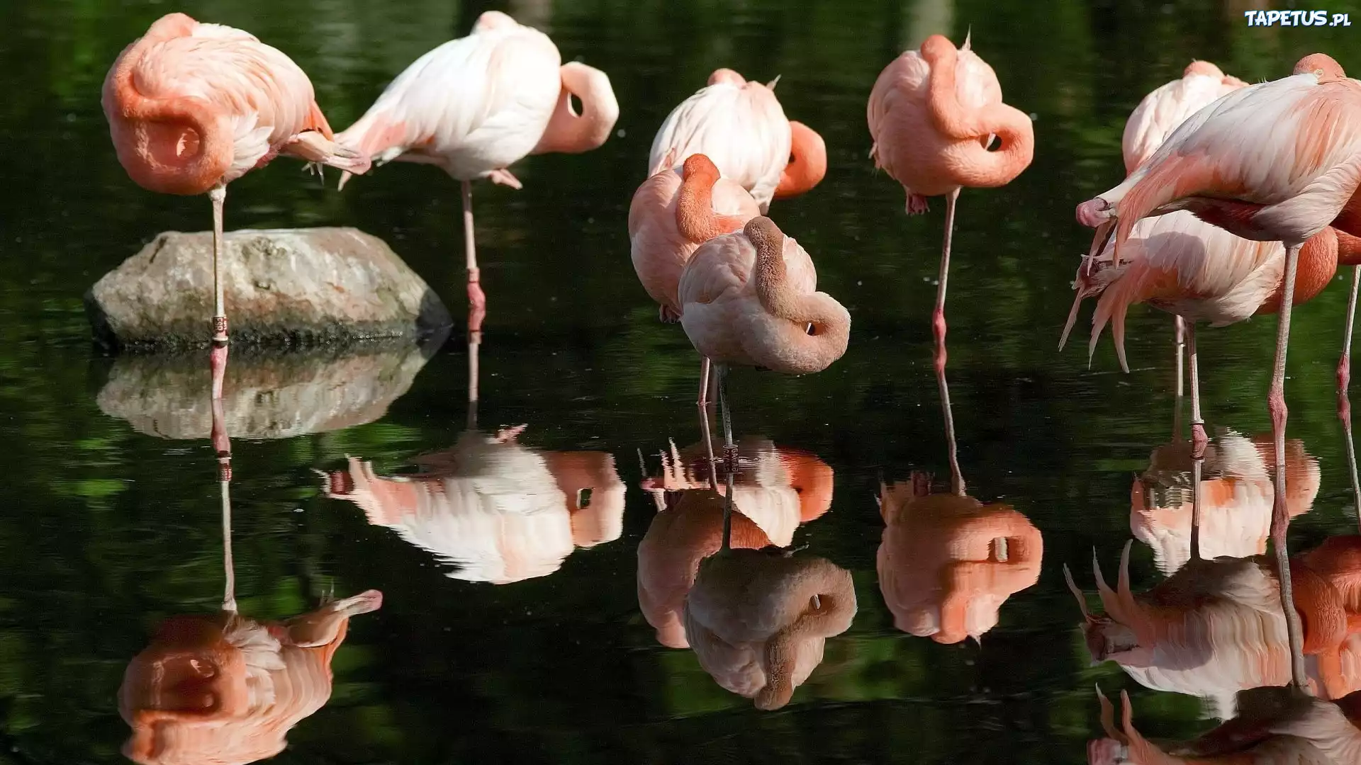 Ptaki, Flamingi
