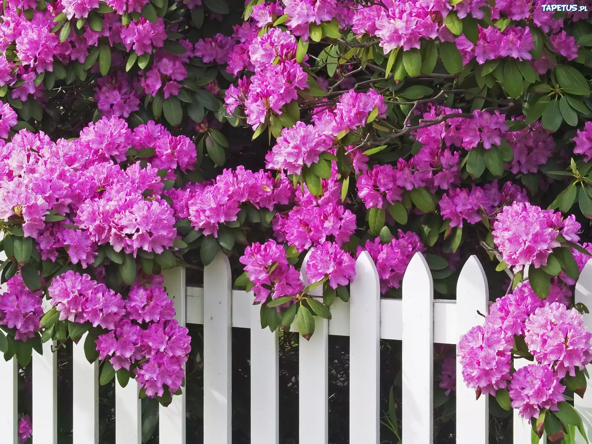 Fioletowy, Rododendron, Płot