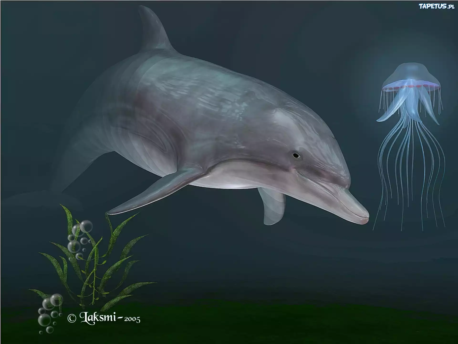 Delfin, Meduza, 3D