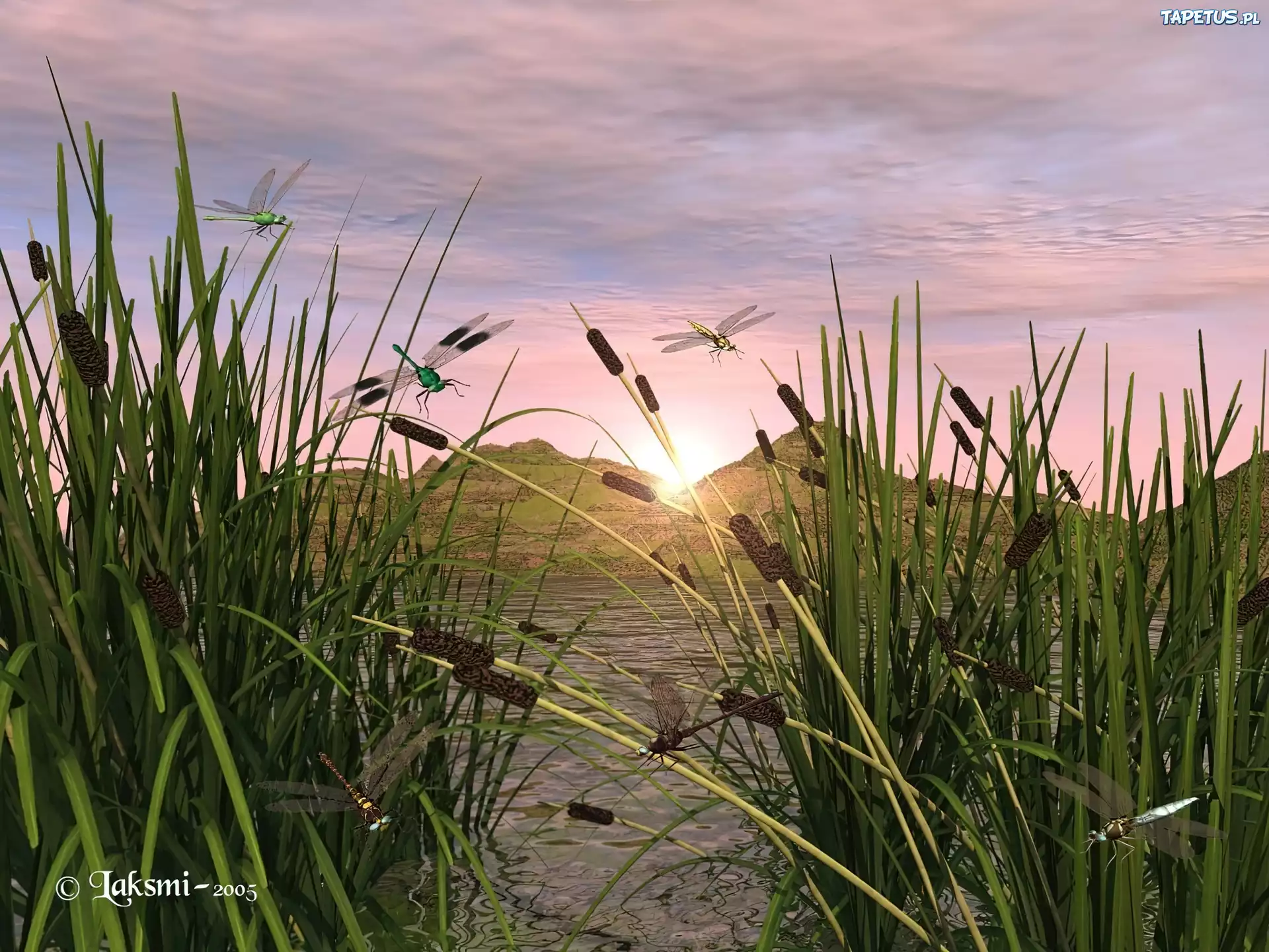 Jezioro, Tatarak, Ważki, 3D
