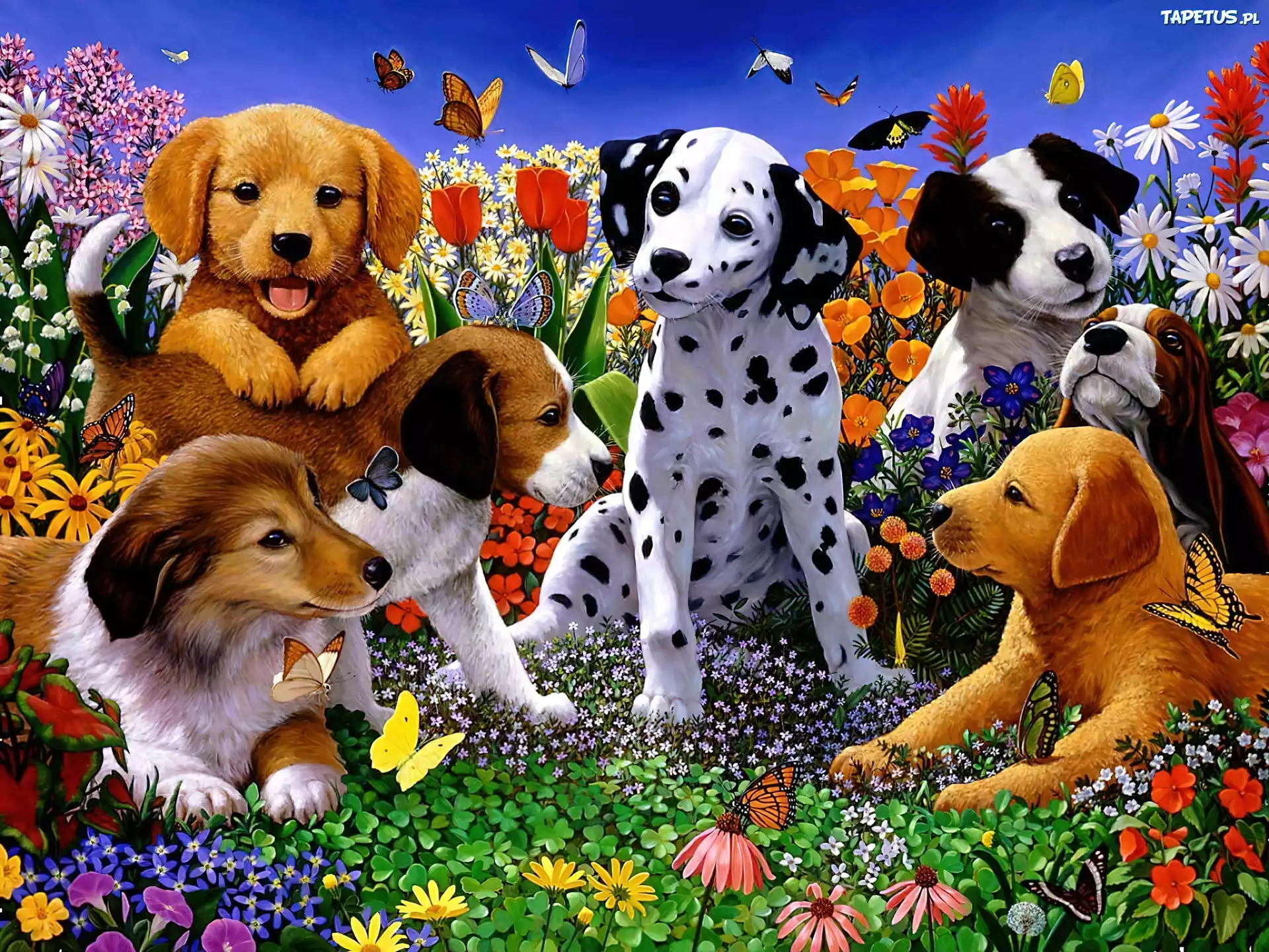 Pieski, Różne, Rasy, Motyle, 2D