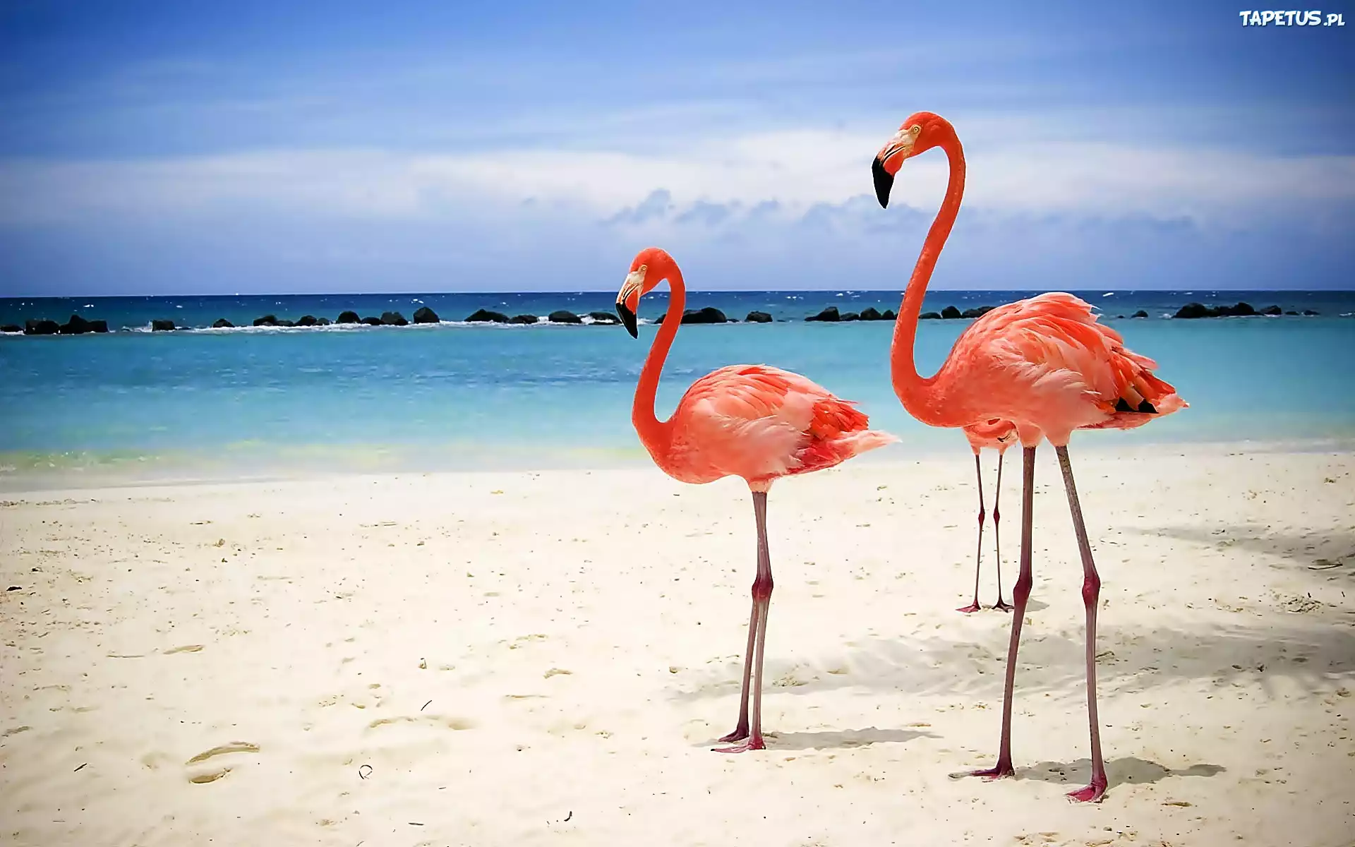 Plaża, Morze, Niebo, Flamingi