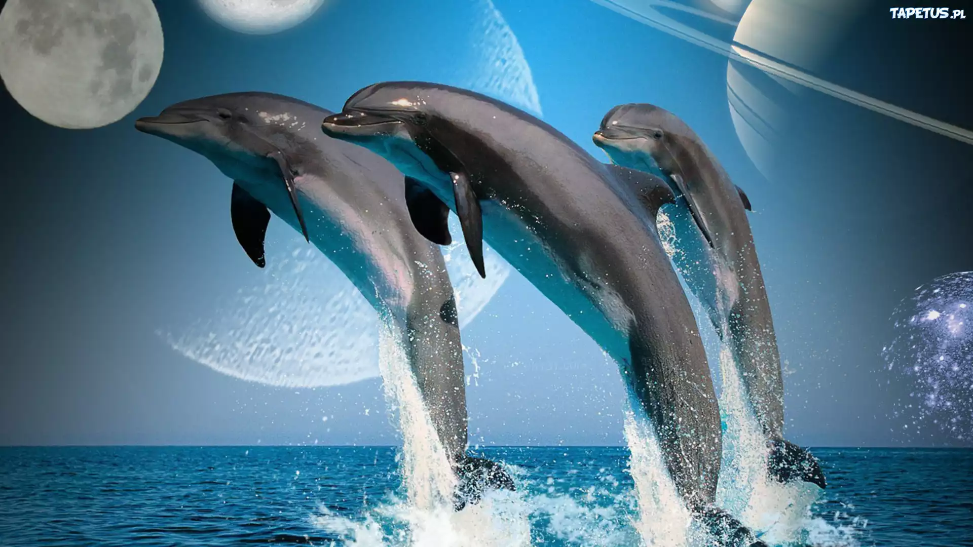 Линии дельфин волна без смс