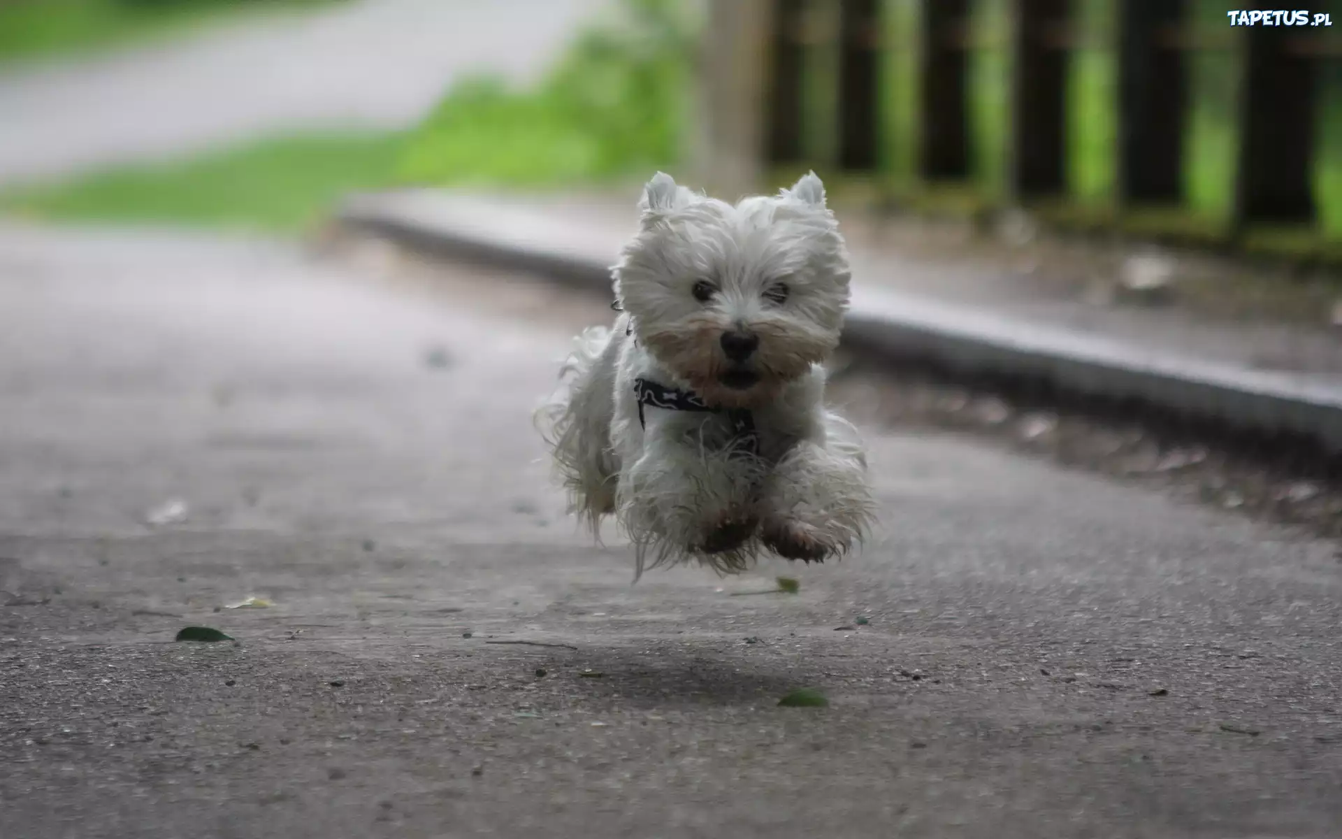 Terrier, Skok