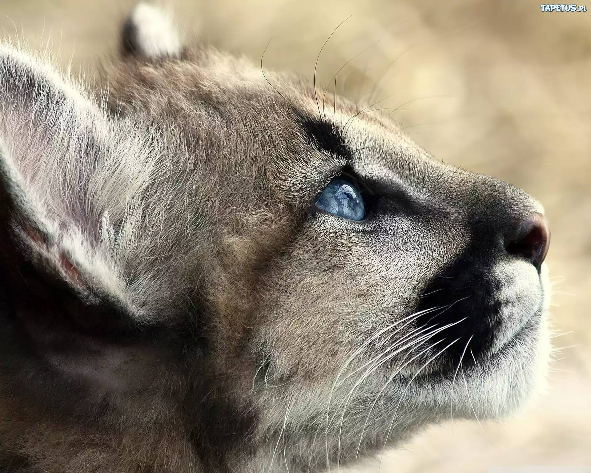 Puma, Pyszczek