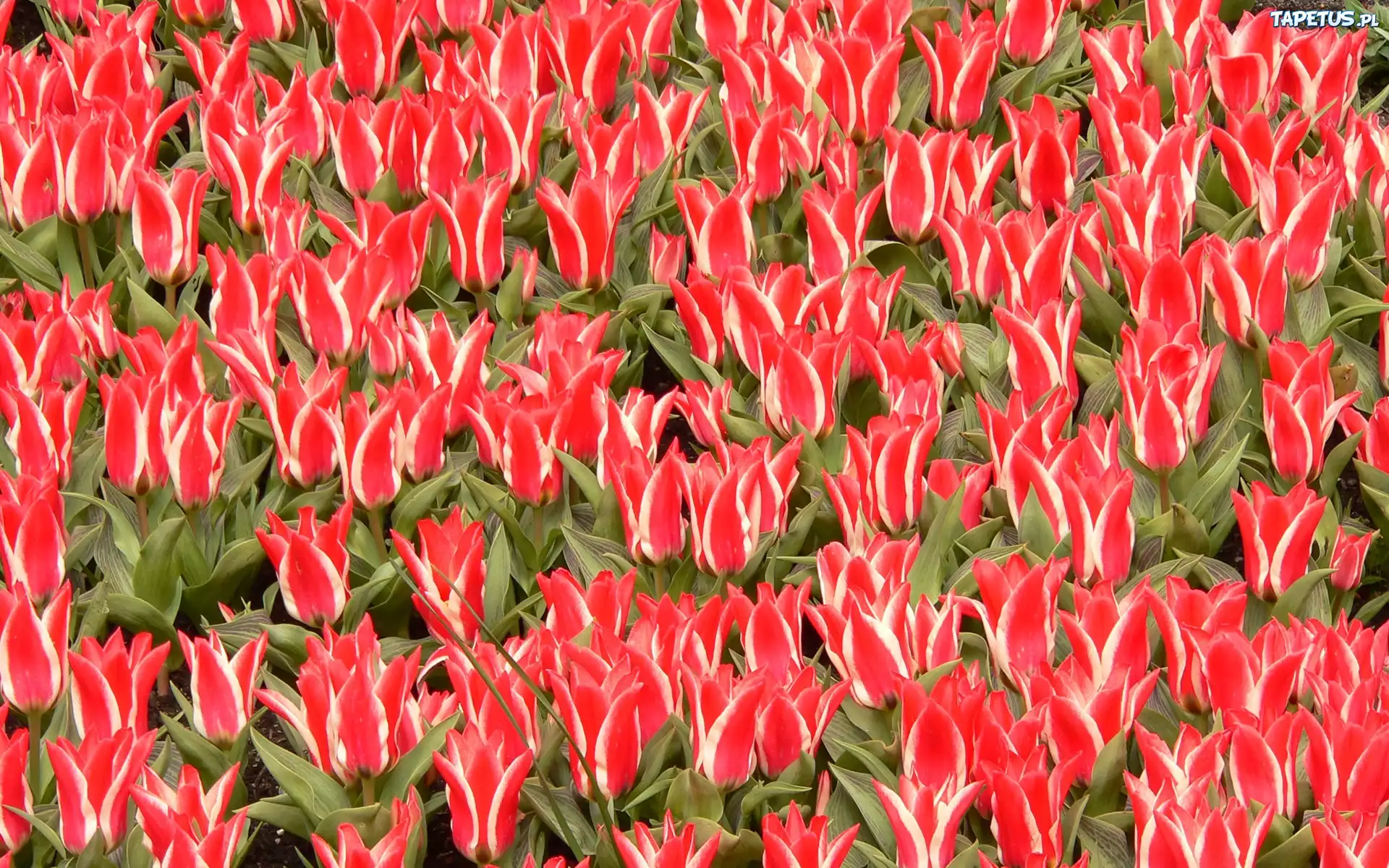 Plantacja, Czerwono, Białych, Ozdobnych, Tulipanów