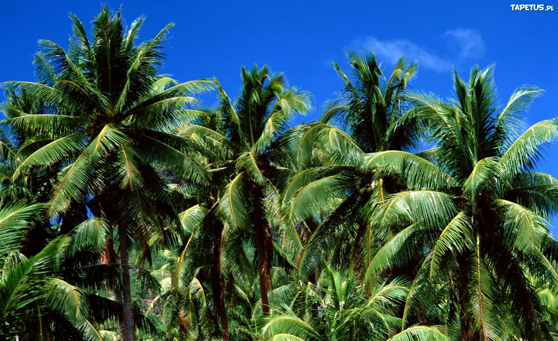 Gąszcz, Palm