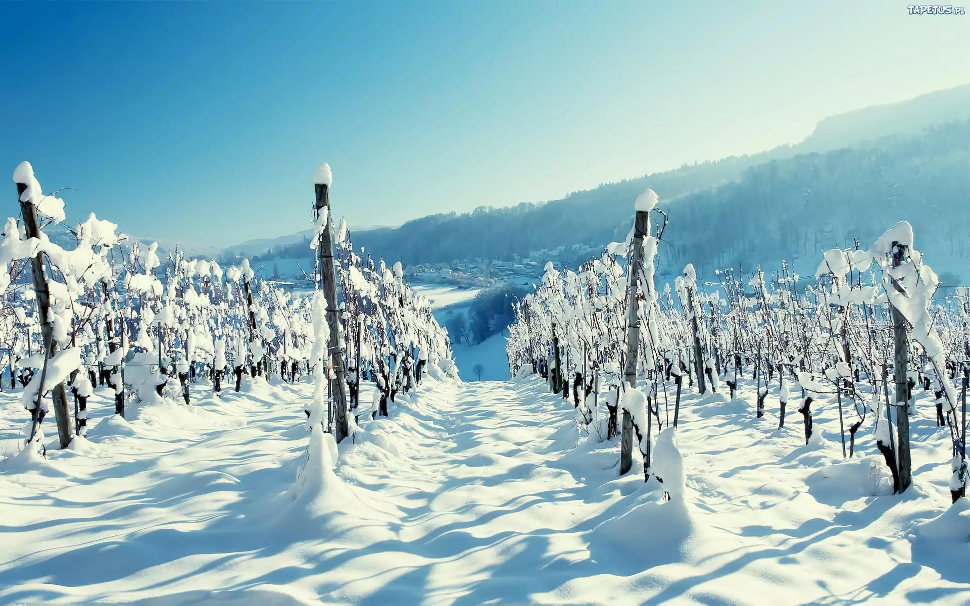 Zima, Śnieg, Plantacja