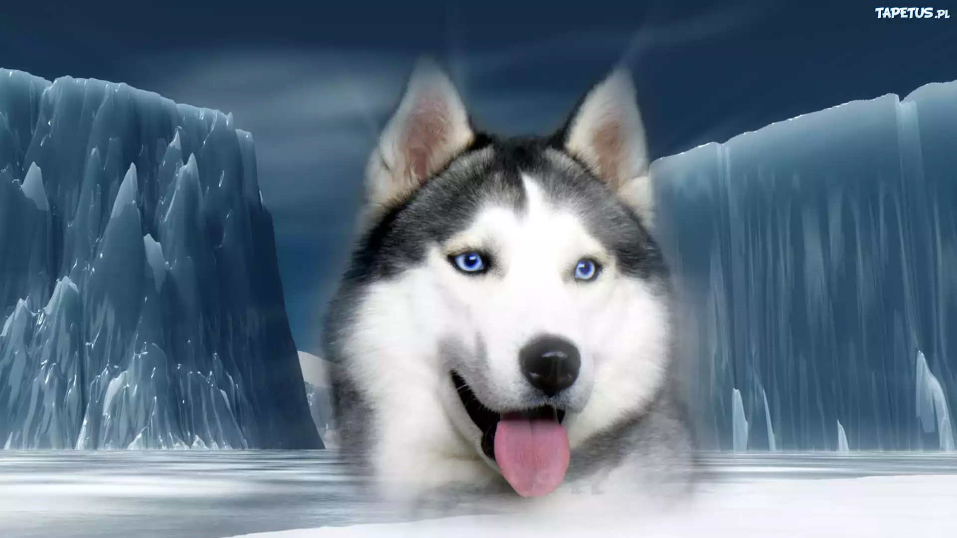 Syberian, Husky, Góry, Lodowe