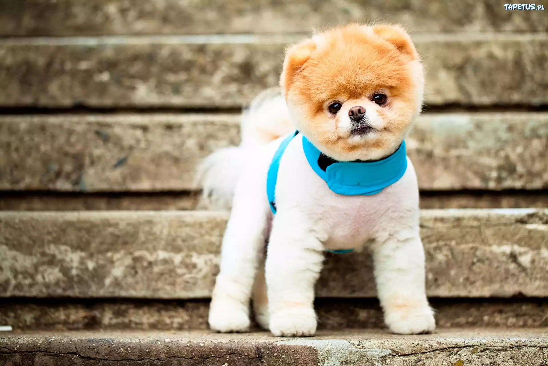 Pies, Pomeranian, Boo, Szczeniak