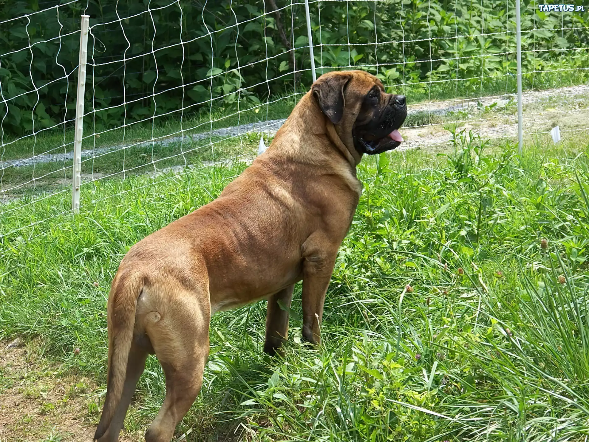 Mastif angielski, Mastiff, zielona, trawa