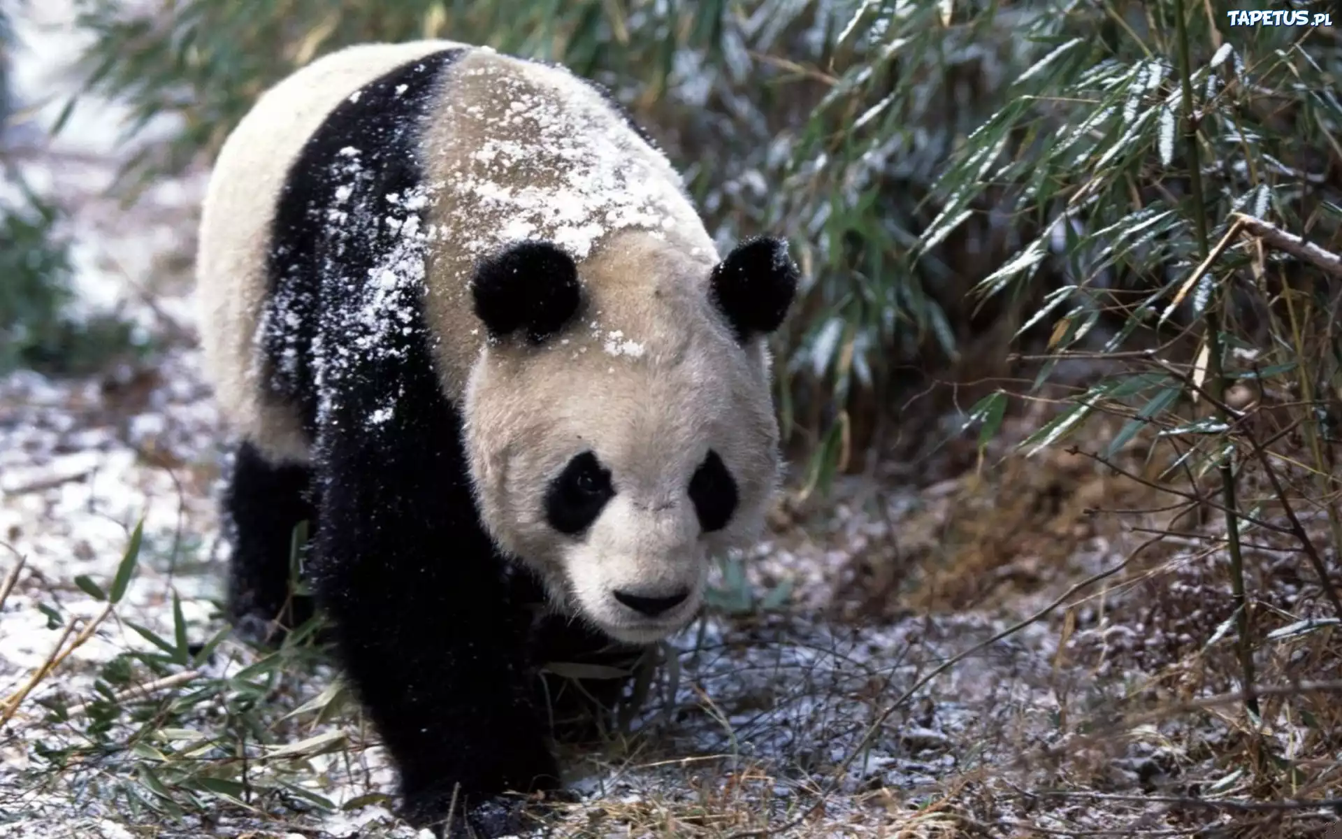 Панда в снегу без смс